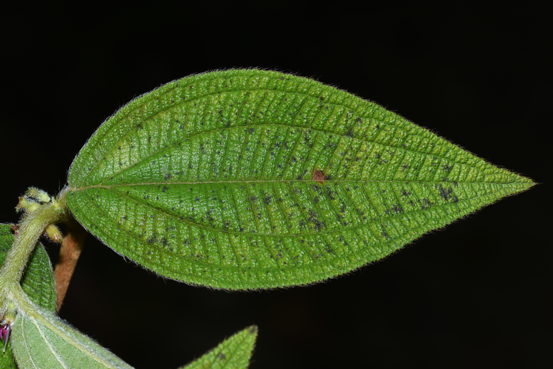 Miconia rubra (Aubl.) Mabb. - Photo Bivouac Naturaliste