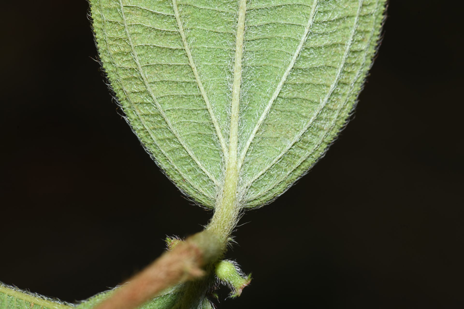 Miconia rubra (Aubl.) Mabb. - Photo Bivouac Naturaliste