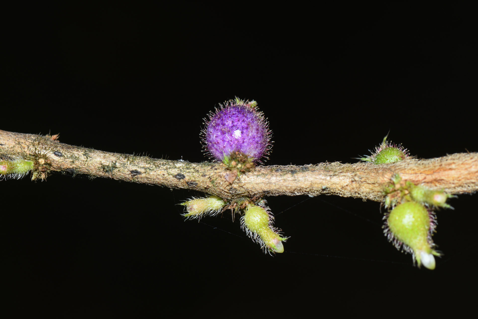 Miconia rubra (Aubl.) Mabb. - Photo Bivouac Naturaliste