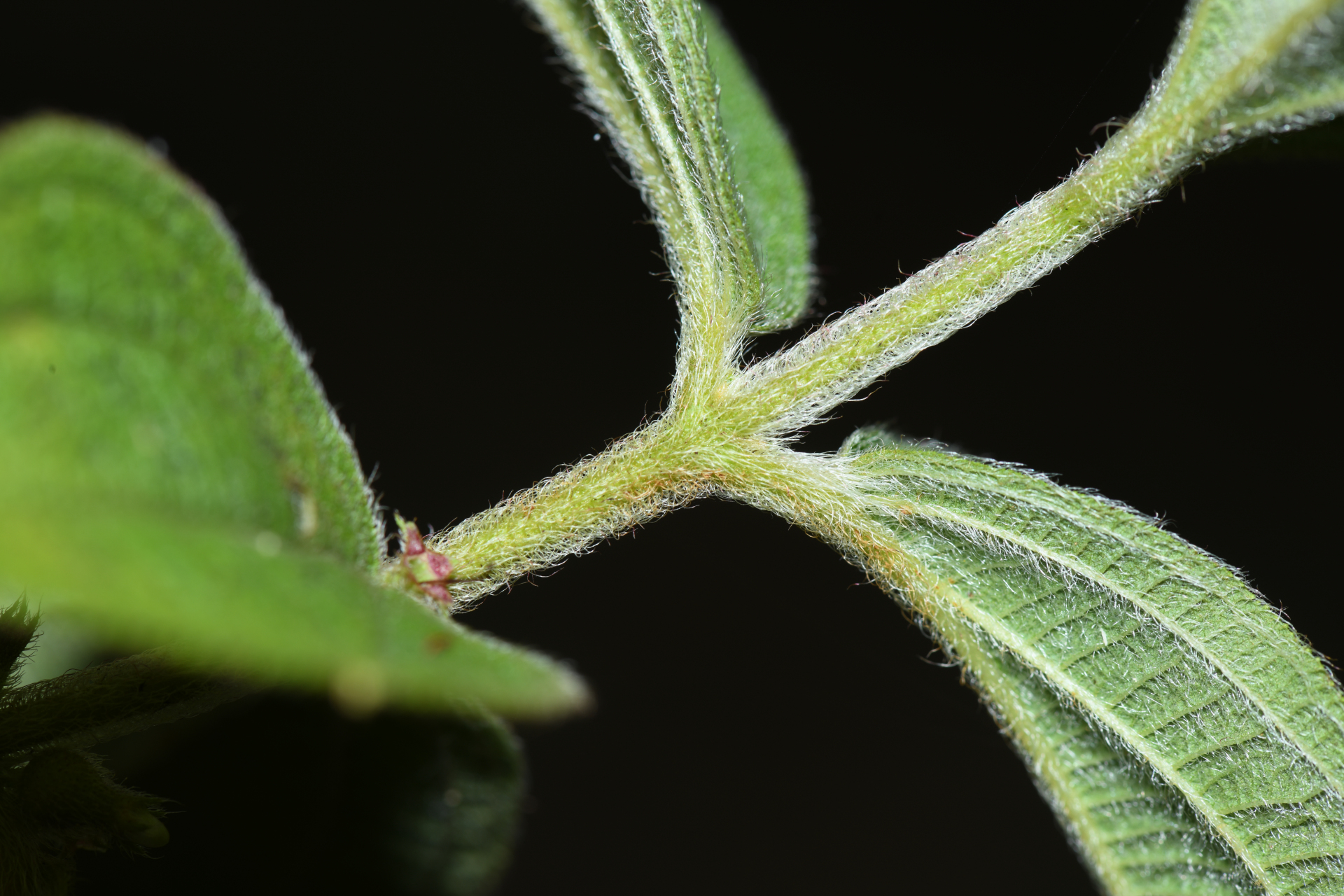 Miconia rubra (Aubl.) Mabb. - Photo Bivouac Naturaliste