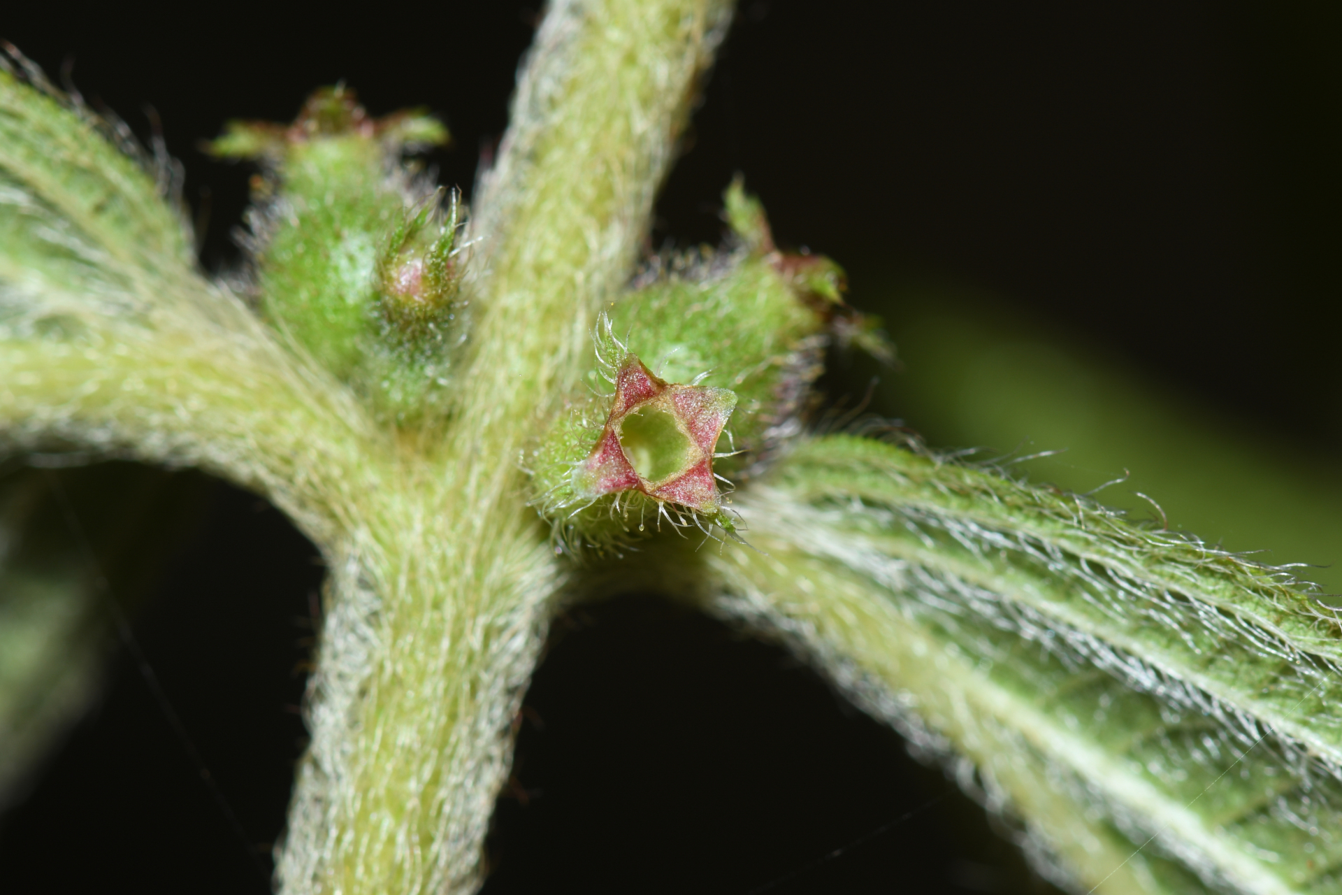 Miconia rubra (Aubl.) Mabb. - Photo Bivouac Naturaliste