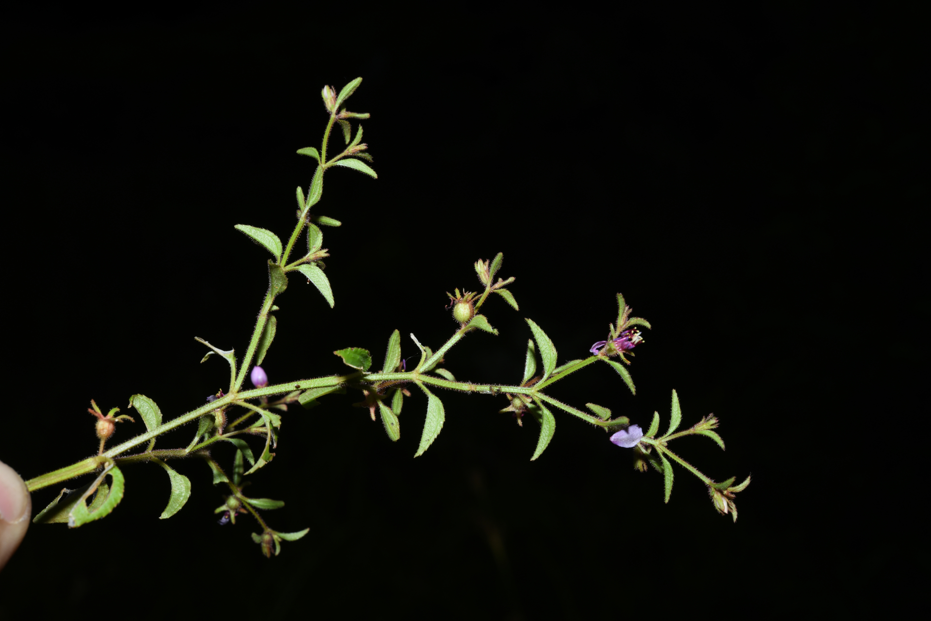 Acisanthera uniflora (Vahl) Gleason - Photo Bivouac Naturaliste