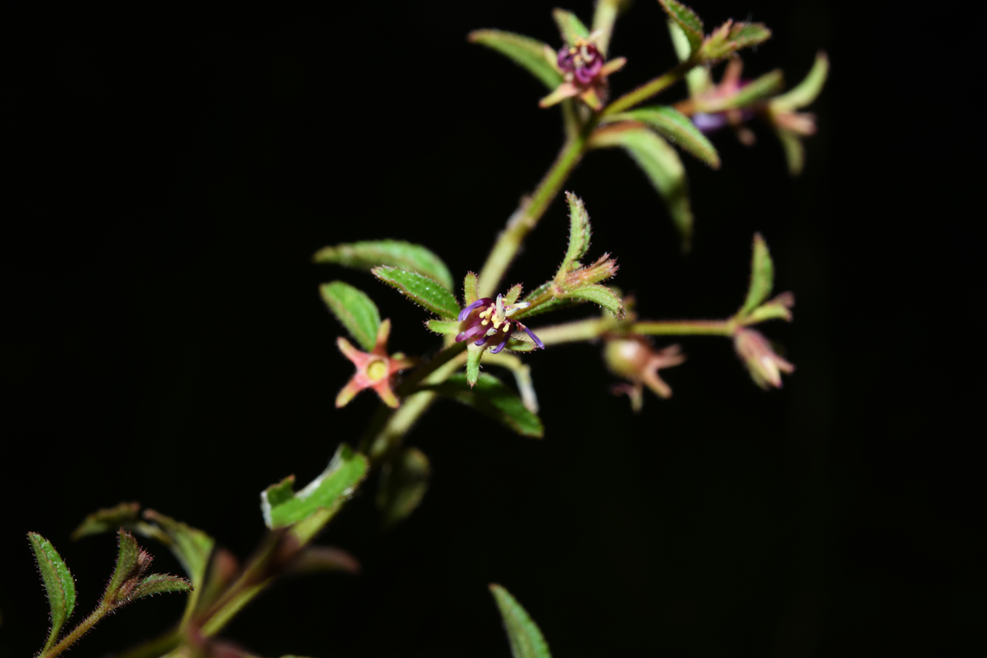 Acisanthera uniflora (Vahl) Gleason - Photo Bivouac Naturaliste