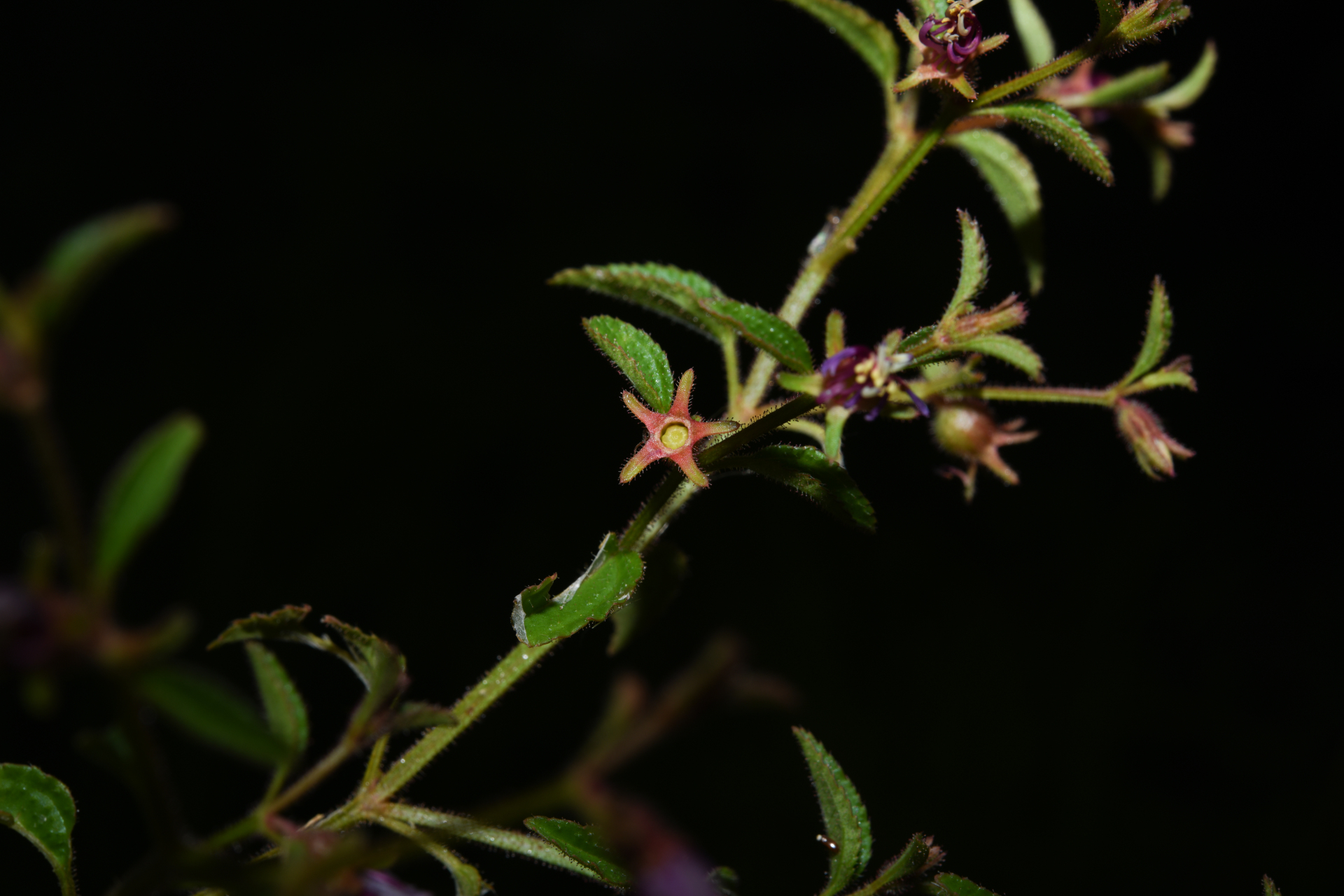 Acisanthera uniflora (Vahl) Gleason - Photo Bivouac Naturaliste