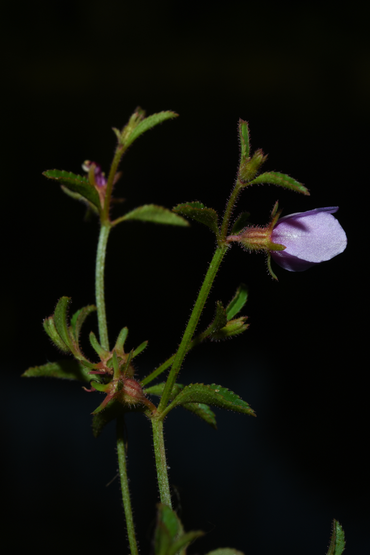 Acisanthera uniflora (Vahl) Gleason - Photo Bivouac Naturaliste