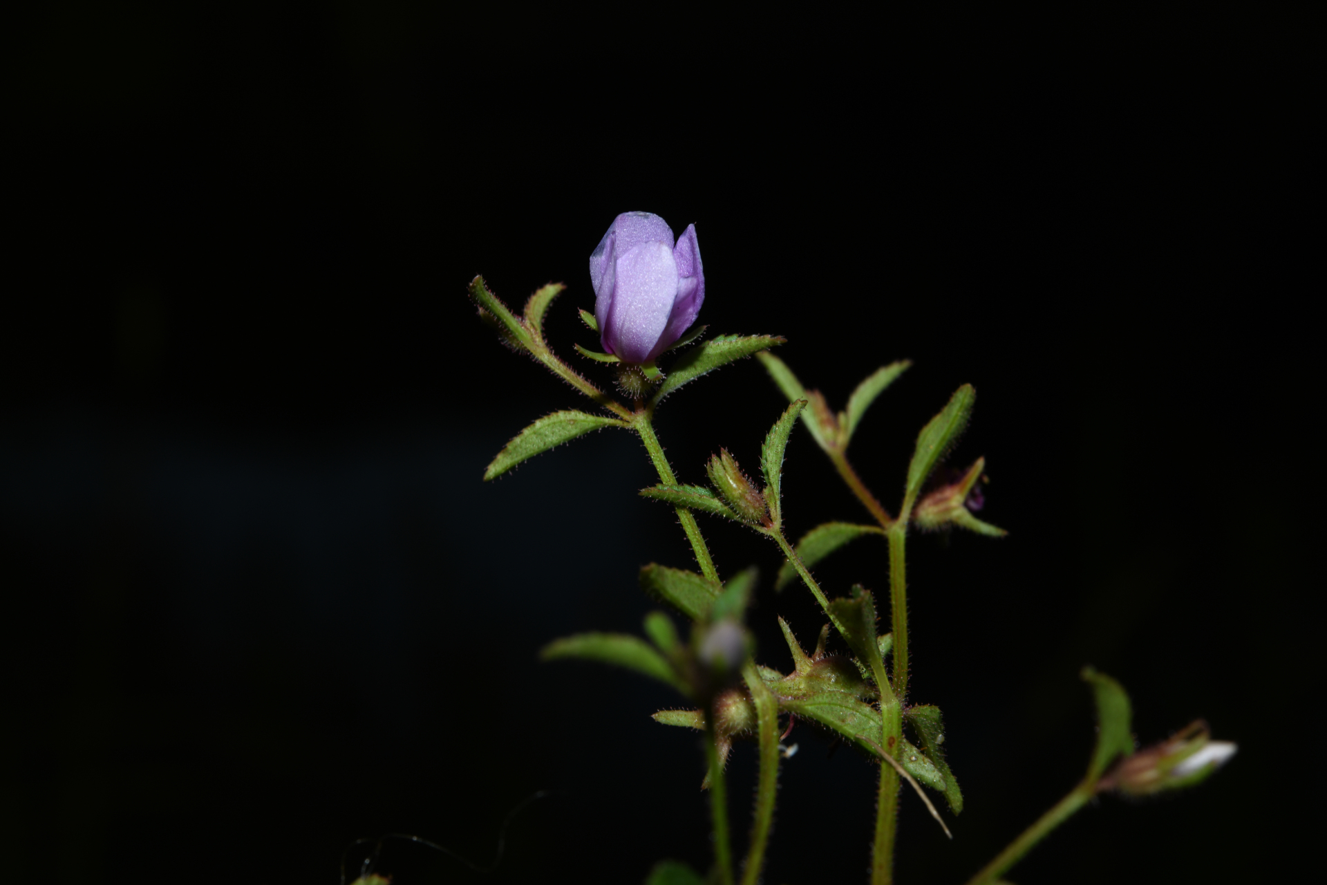 Acisanthera uniflora (Vahl) Gleason - Photo Bivouac Naturaliste