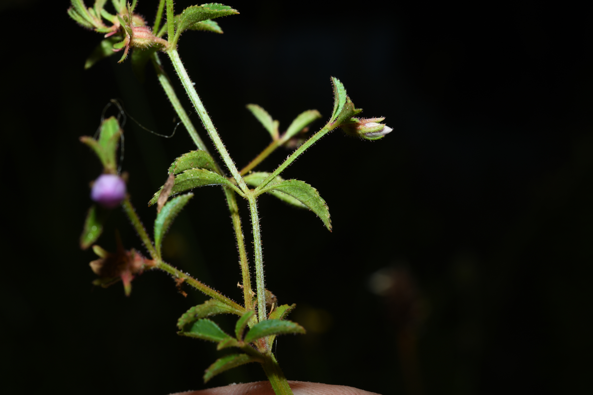 Acisanthera uniflora (Vahl) Gleason - Photo Bivouac Naturaliste