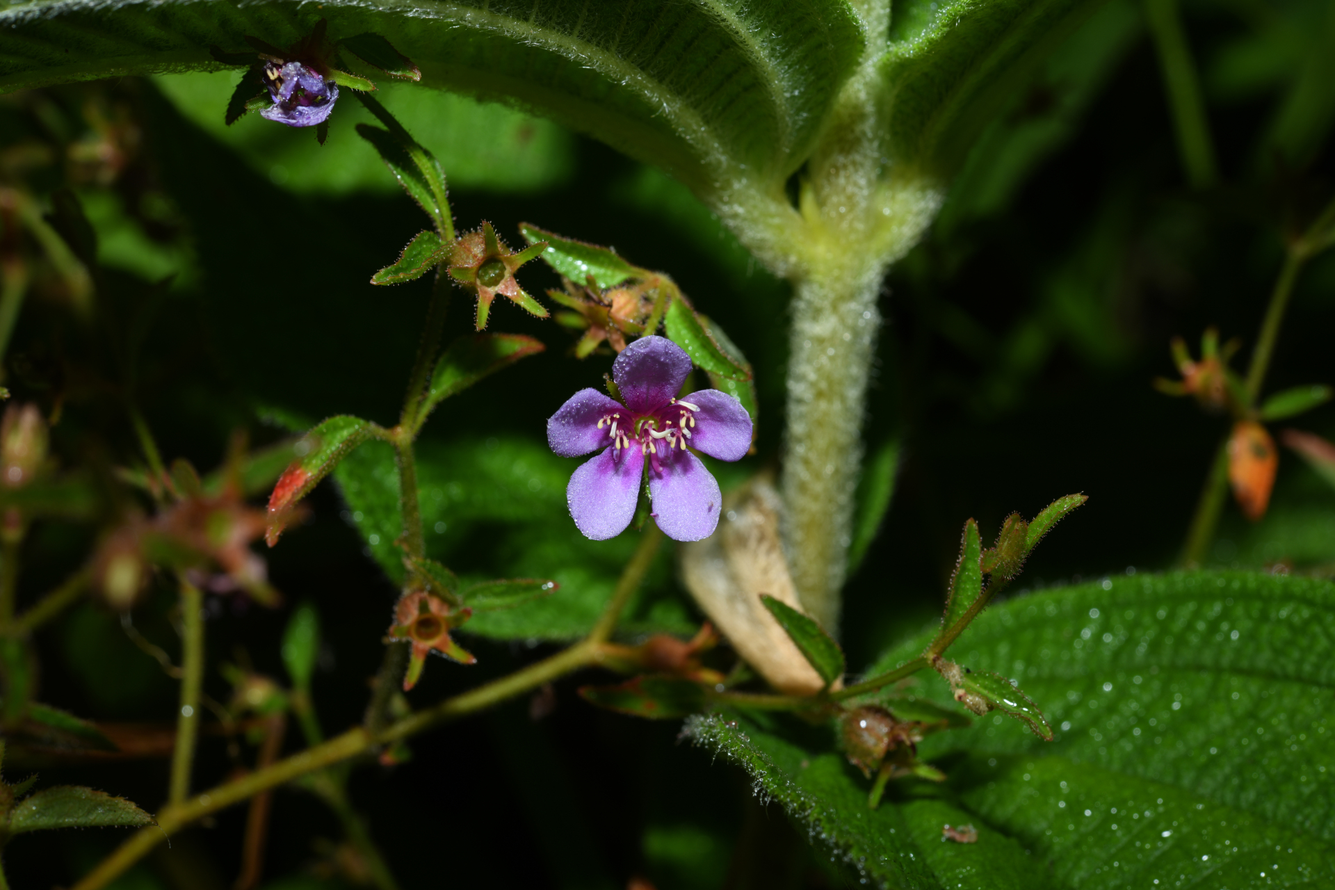 Acisanthera uniflora (Vahl) Gleason - Photo Bivouac Naturaliste