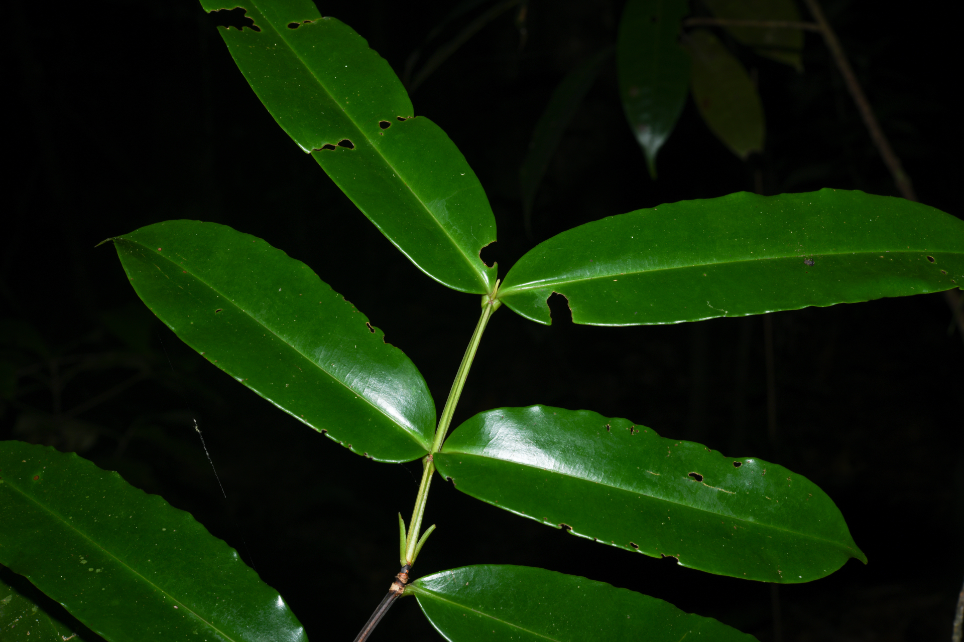 Mouriri francavillana Cogn. - Photo Bivouac Naturaliste