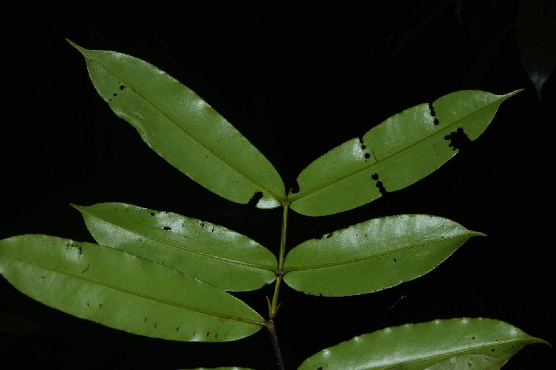 Mouriri francavillana Cogn. - Photo Bivouac Naturaliste