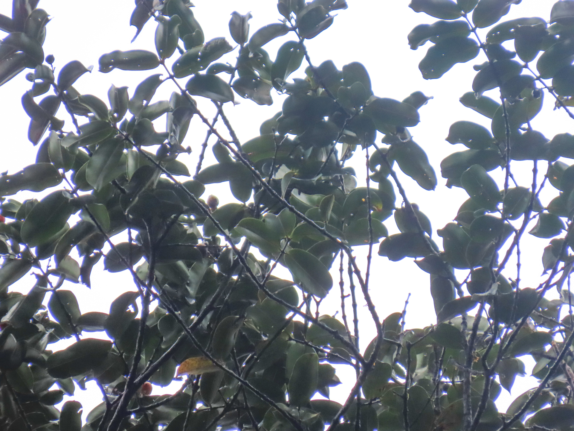 Mouriri crassifolia Sagot - Photo Bivouac Naturaliste