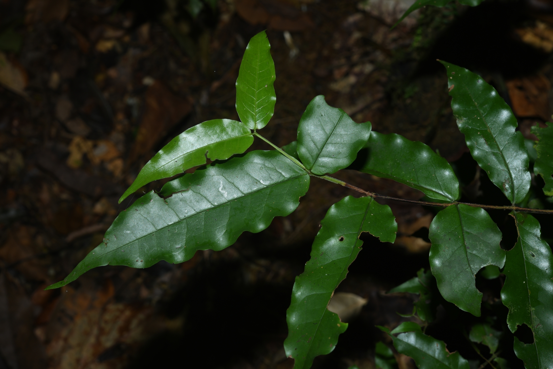 Mouriri sagotiana Triana - Photo Bivouac Naturaliste