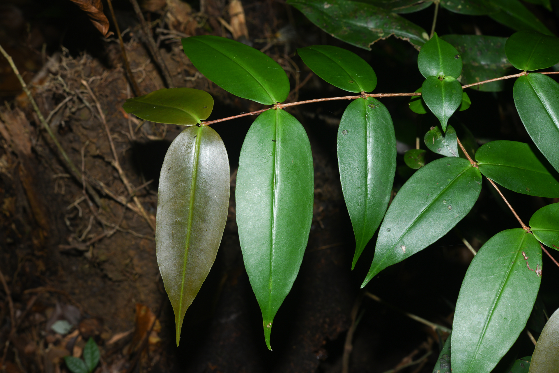 Mouriri sideroxylon Sagot - Photo Bivouac Naturaliste