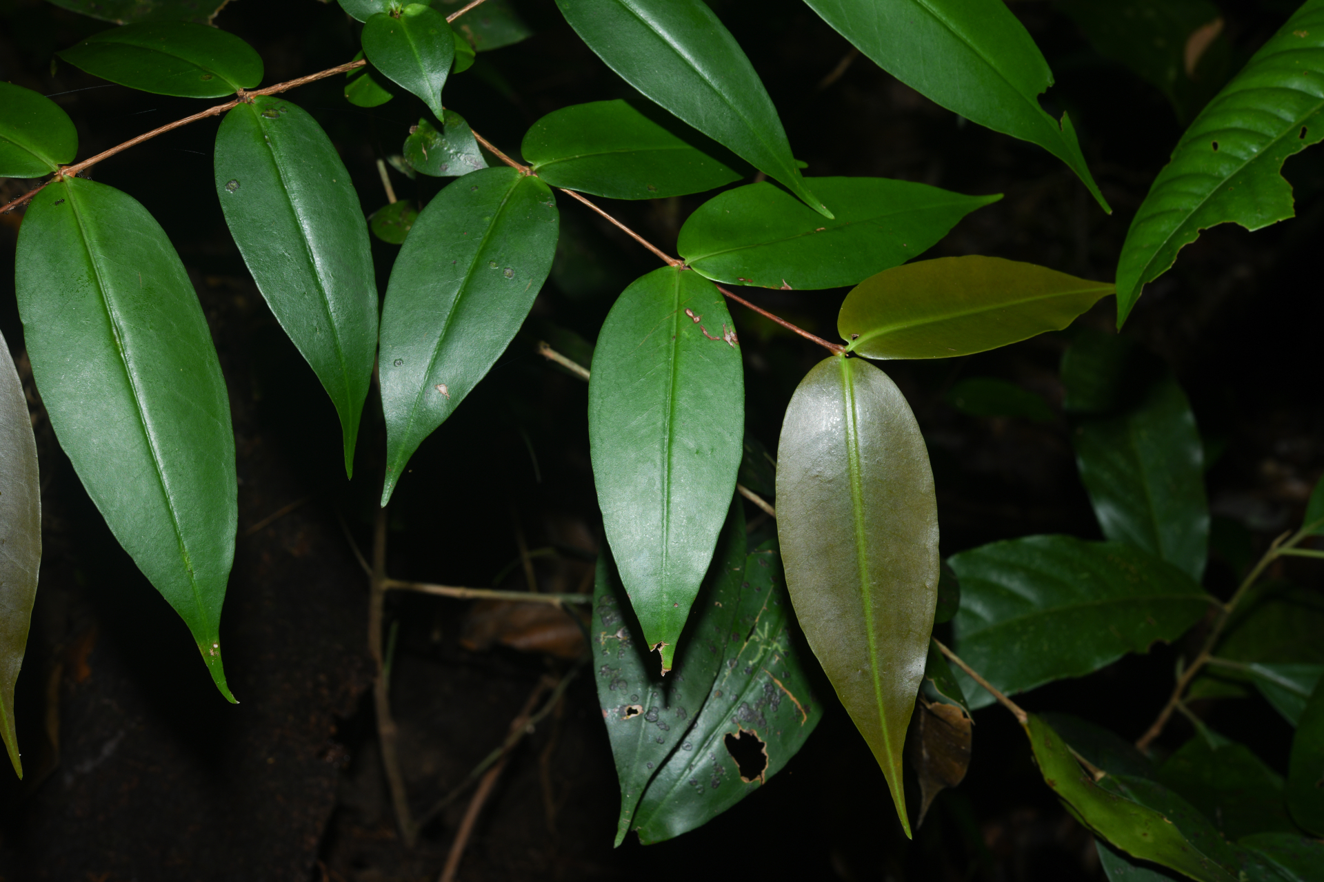 Mouriri sideroxylon Sagot - Photo Bivouac Naturaliste