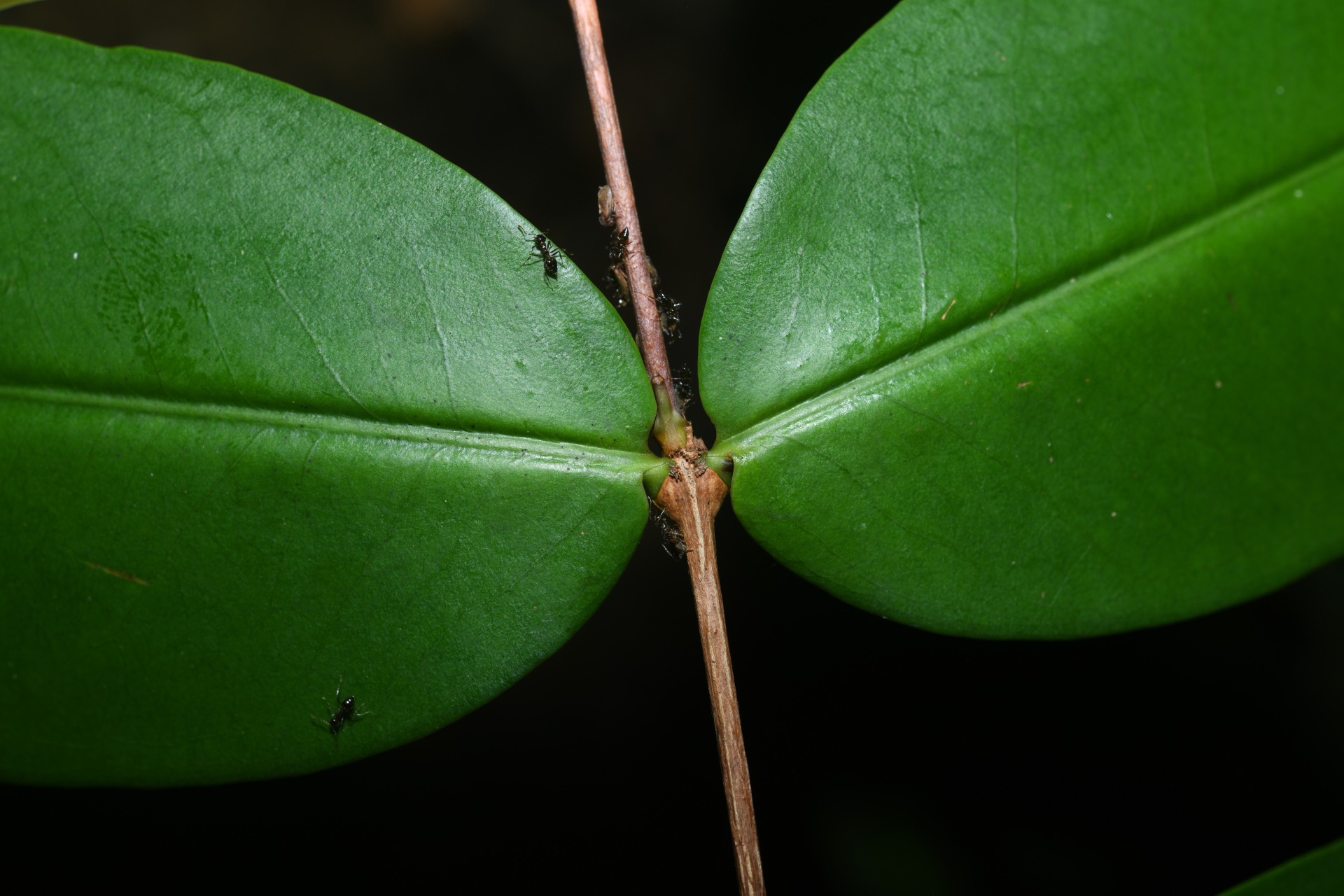 Mouriri sideroxylon Sagot - Photo Bivouac Naturaliste