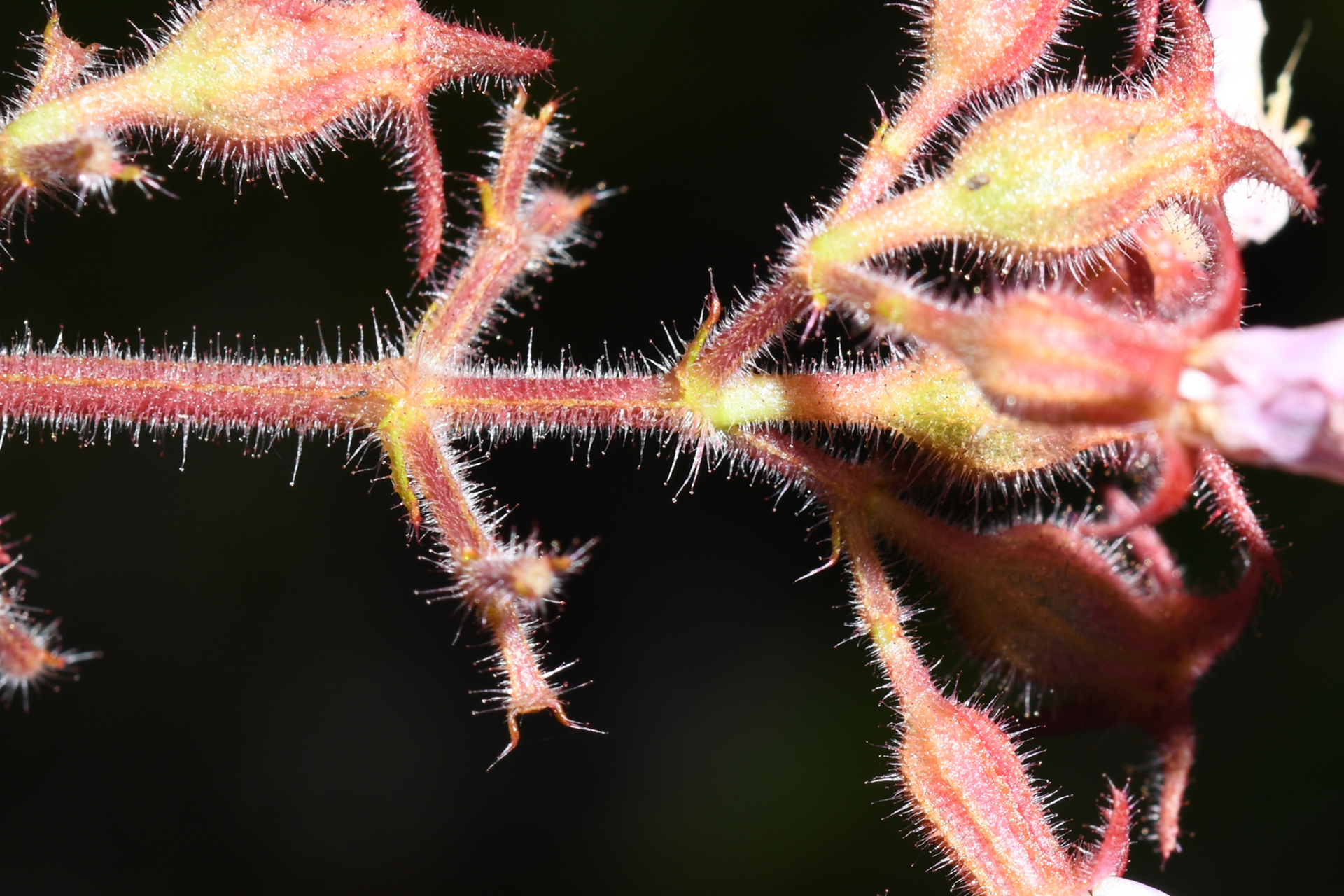 Ernestia granvillei Wurdack - Photo Bivouac Naturaliste