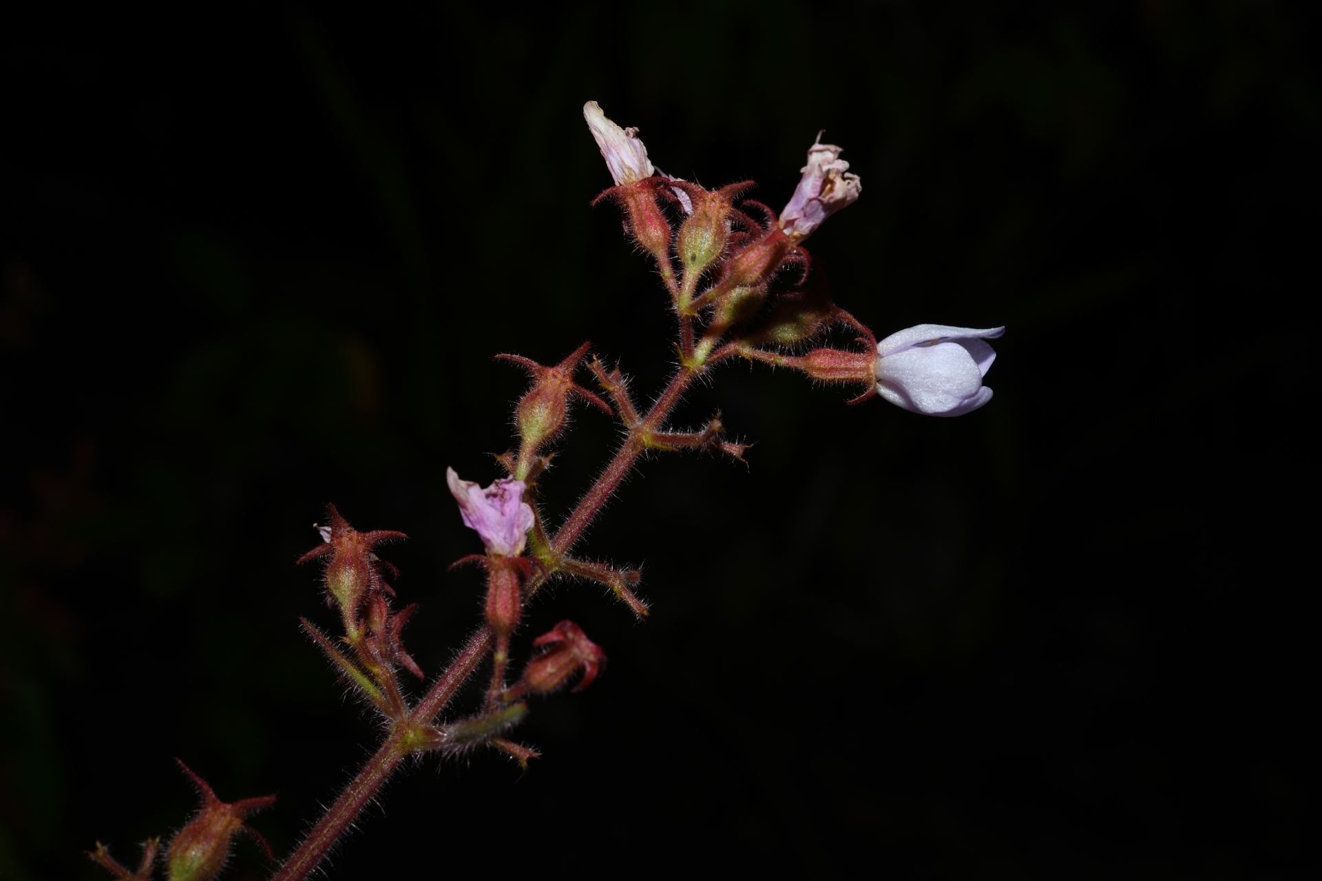 Ernestia granvillei Wurdack - Photo Bivouac Naturaliste