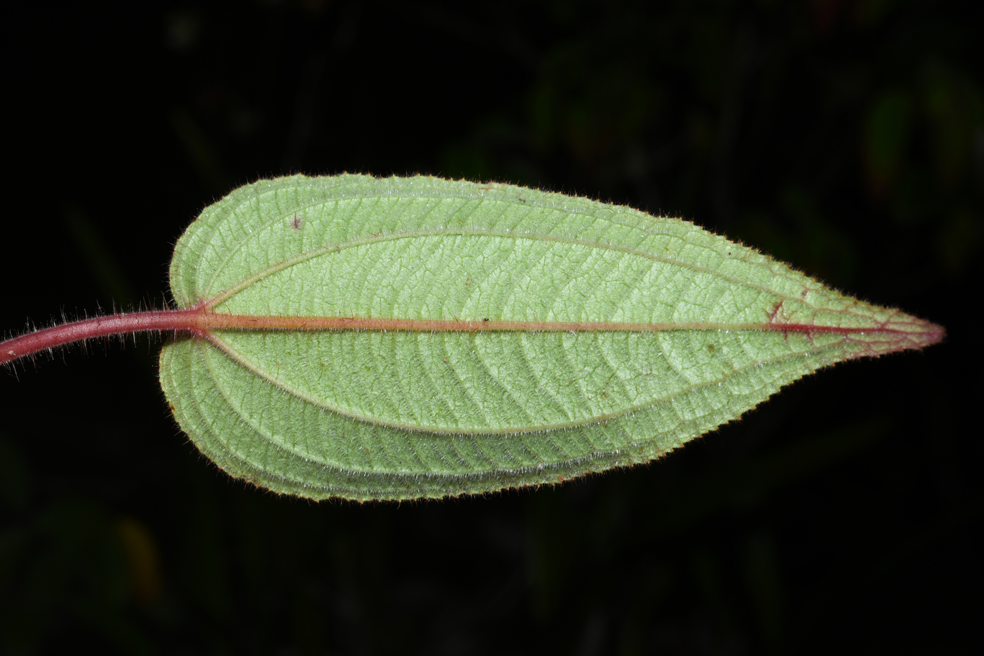 Ernestia granvillei Wurdack - Photo Bivouac Naturaliste