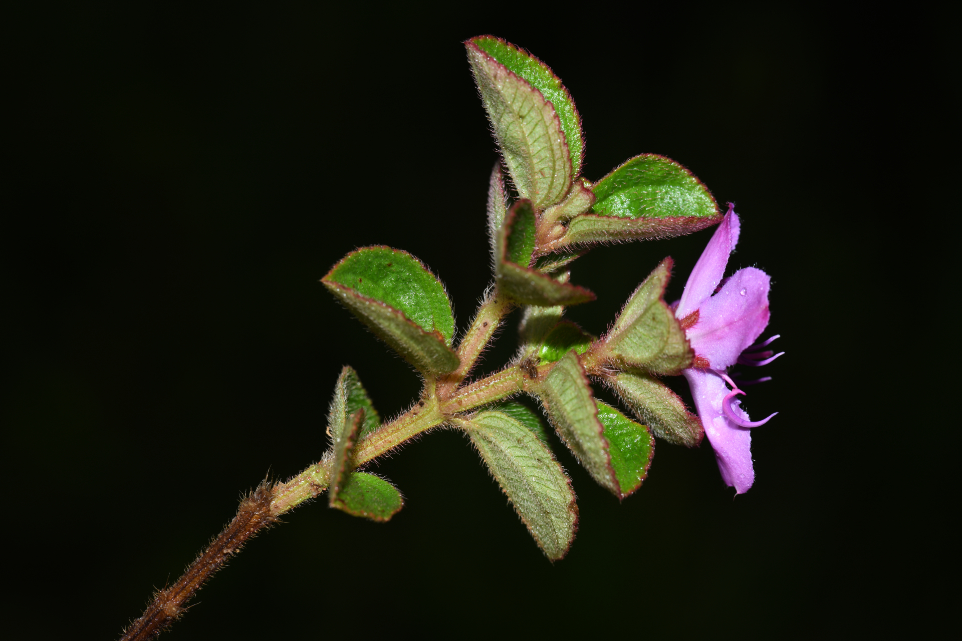 Comolia villosa (Aubl.) Triana - Photo Bivouac Naturaliste