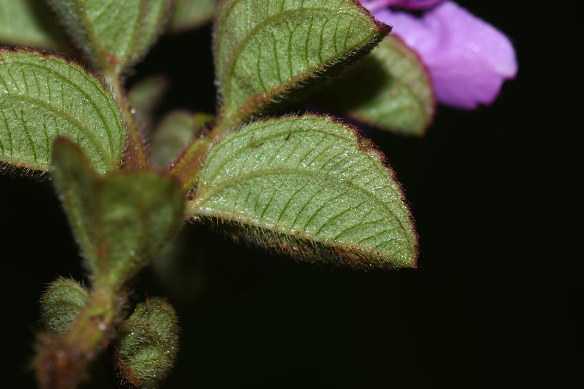 Comolia villosa (Aubl.) Triana - Photo Bivouac Naturaliste