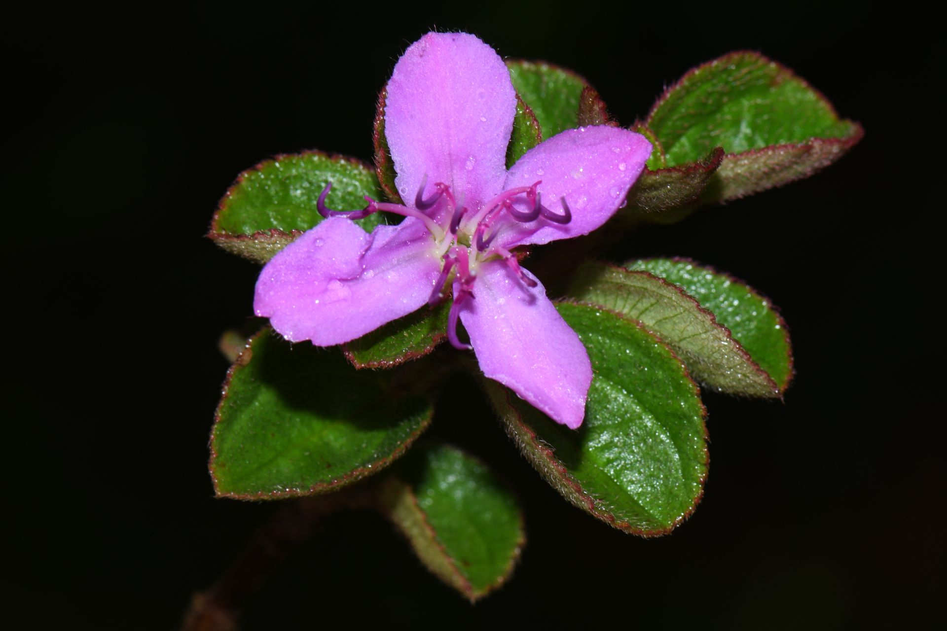 Comolia villosa (Aubl.) Triana - Photo Bivouac Naturaliste