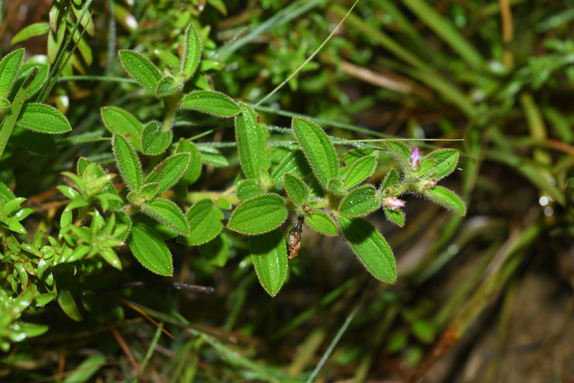 Comolia villosa (Aubl.) Triana - Photo Bivouac Naturaliste