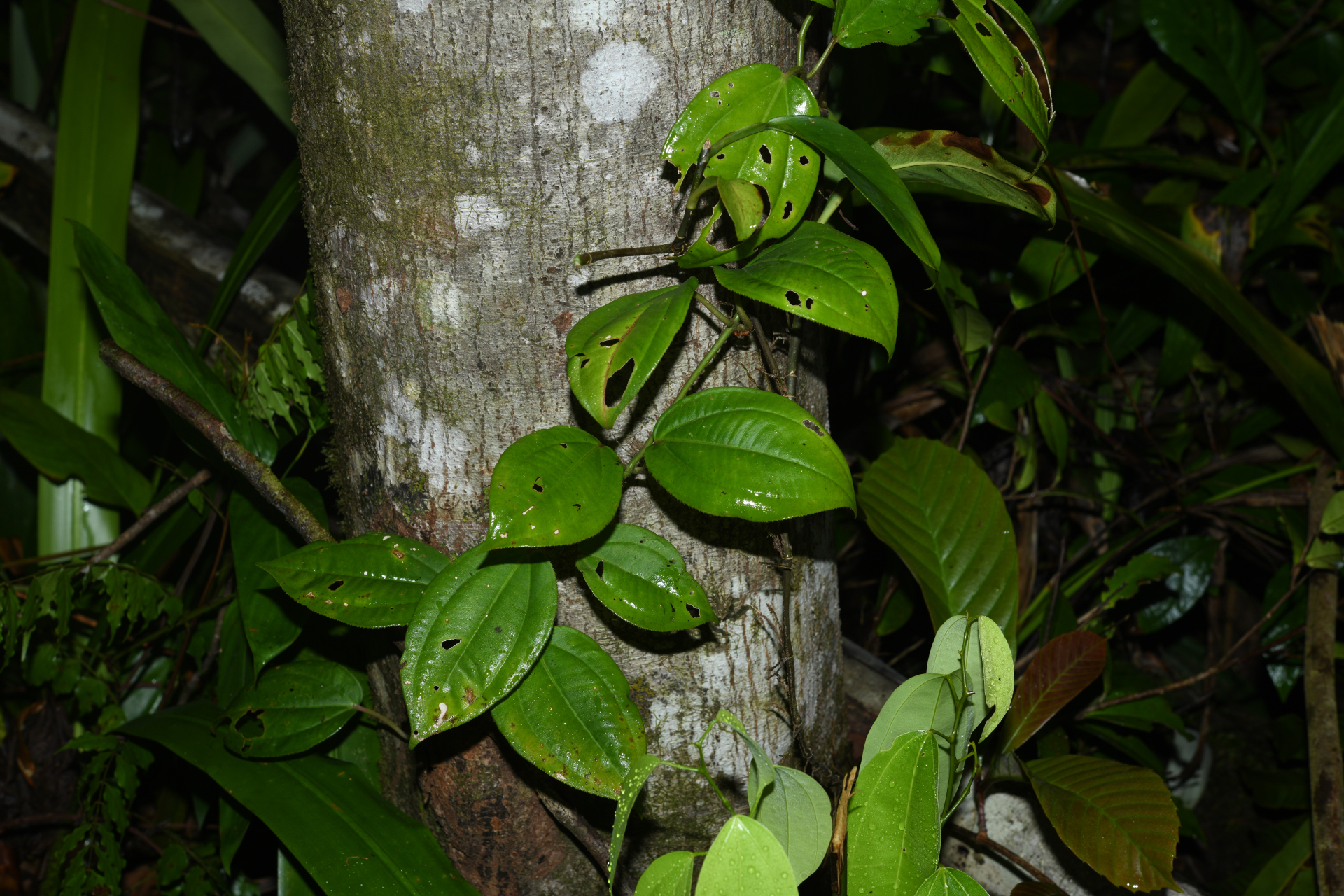Adelobotrys ciliatus (Naudin) Triana - Photo Bivouac Naturaliste