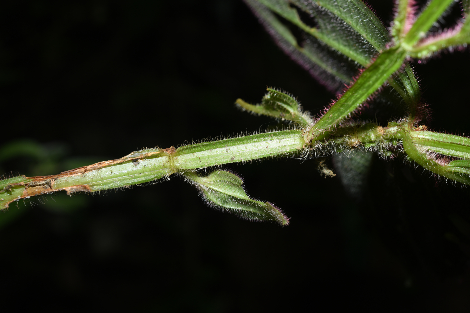 Aciotis rubricaulis (Mart. ex DC.) Triana - Photo Bivouac Naturaliste