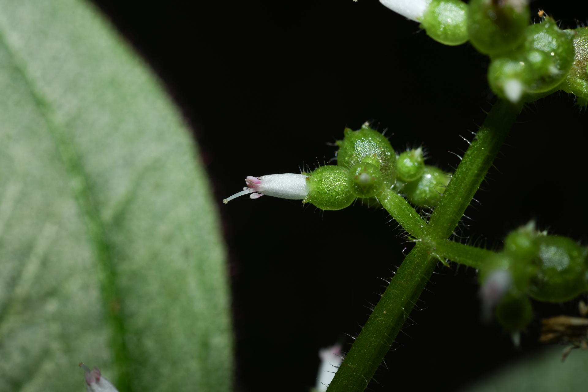 Aciotis rubricaulis (Mart. ex DC.) Triana - Photo Bivouac Naturaliste