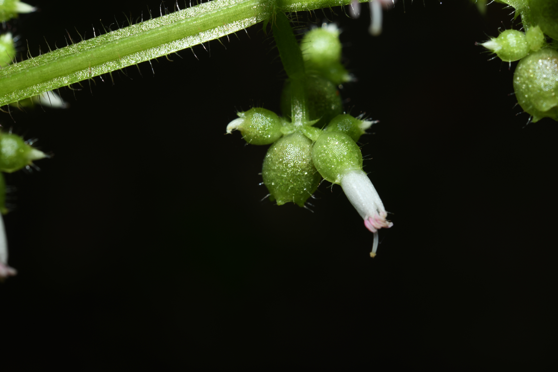Aciotis rubricaulis (Mart. ex DC.) Triana - Photo Bivouac Naturaliste
