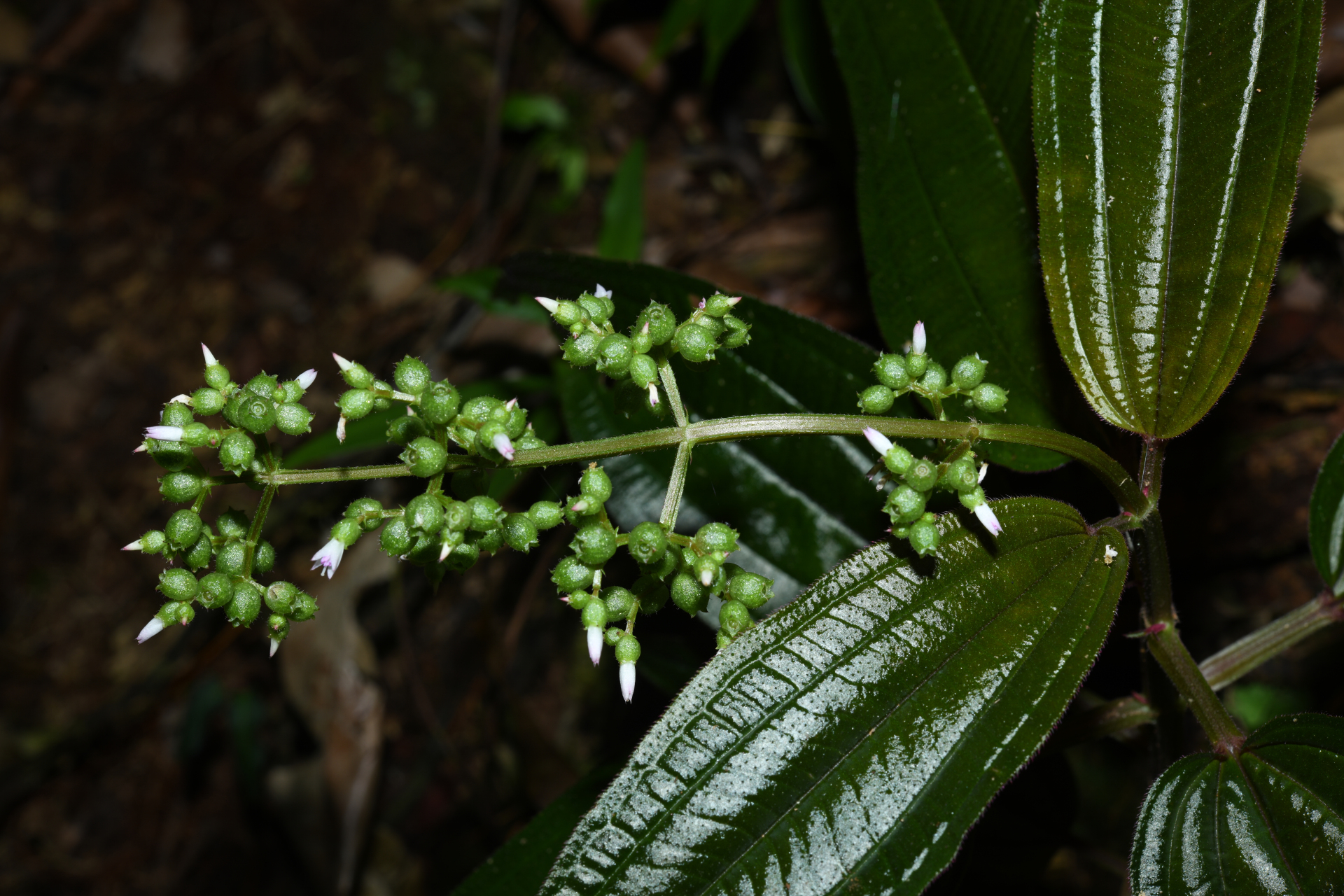 Aciotis purpurascens (Aubl.) Triana - Photo Bivouac Naturaliste