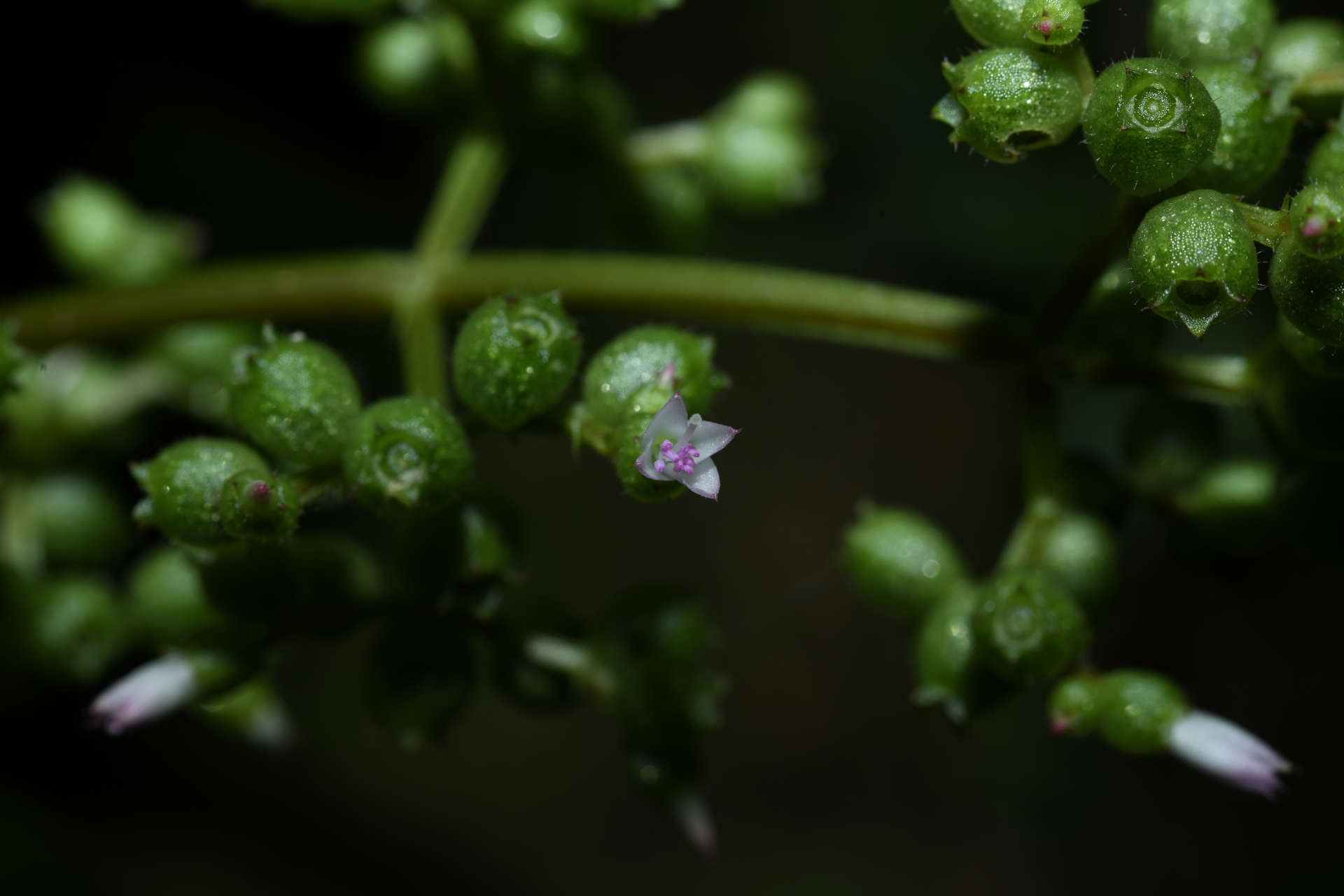 Aciotis purpurascens (Aubl.) Triana - Photo Bivouac Naturaliste