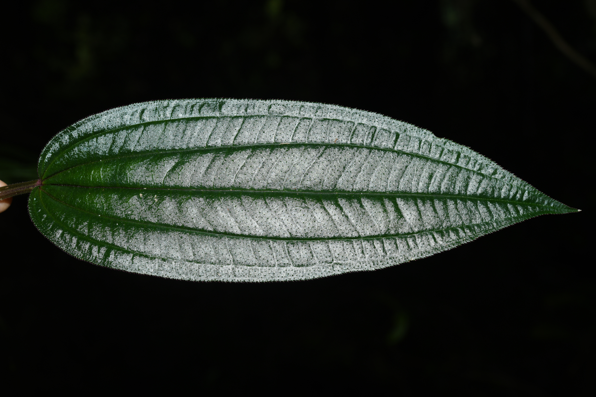 Aciotis purpurascens (Aubl.) Triana - Photo Bivouac Naturaliste