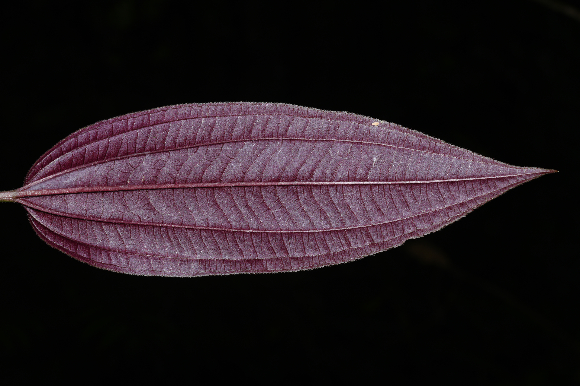 Aciotis purpurascens (Aubl.) Triana - Photo Bivouac Naturaliste