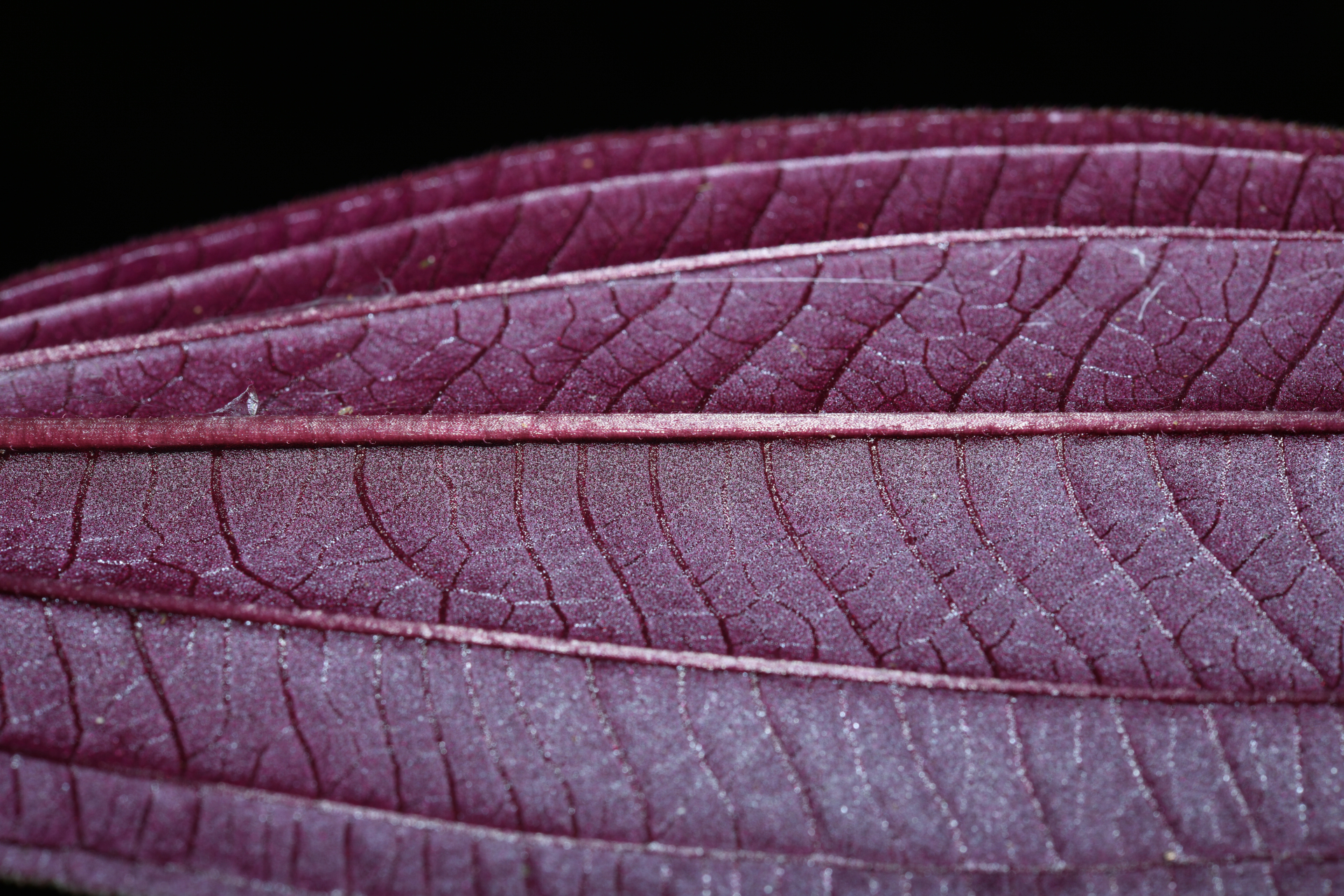 Aciotis purpurascens (Aubl.) Triana - Photo Bivouac Naturaliste
