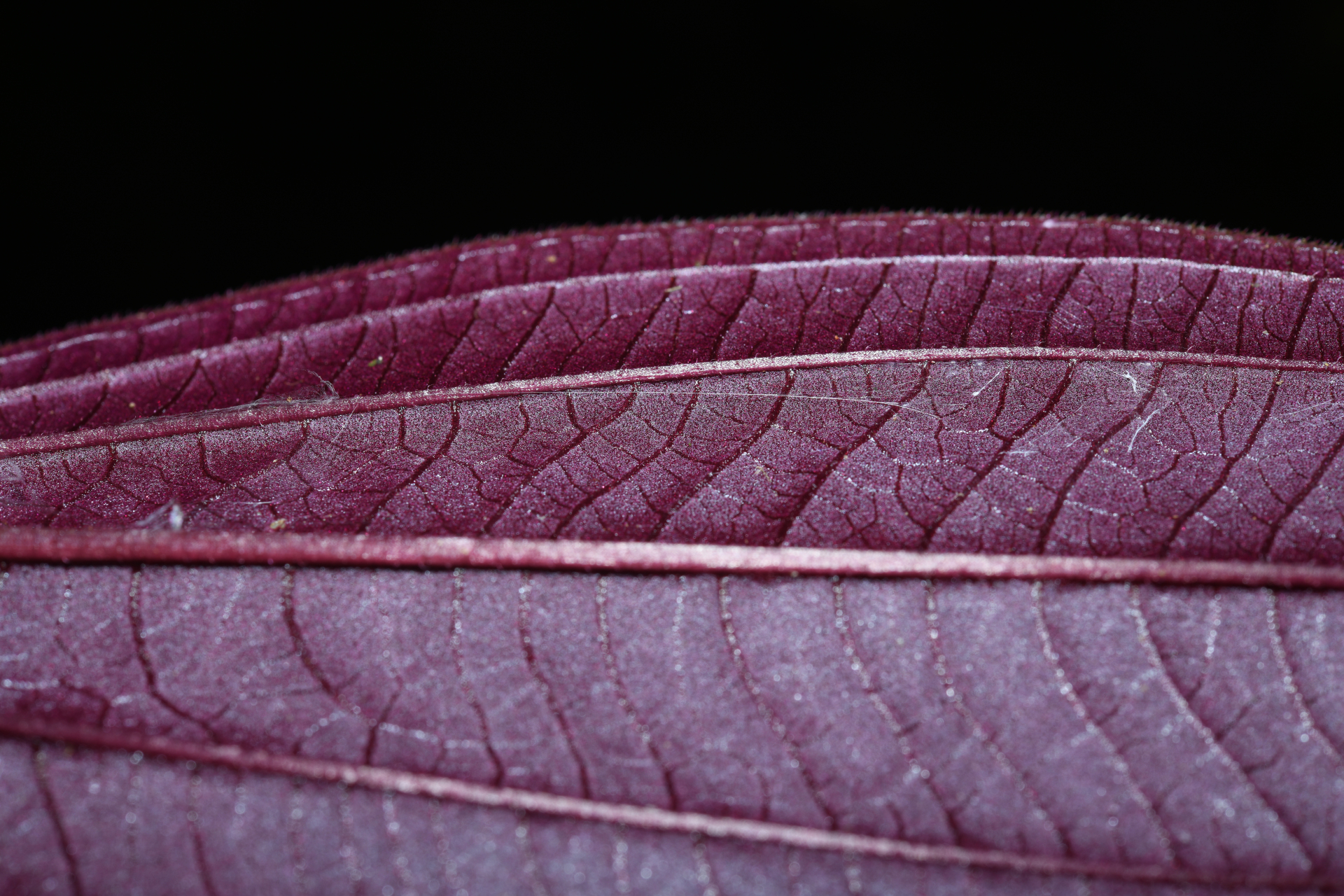 Aciotis purpurascens (Aubl.) Triana - Photo Bivouac Naturaliste