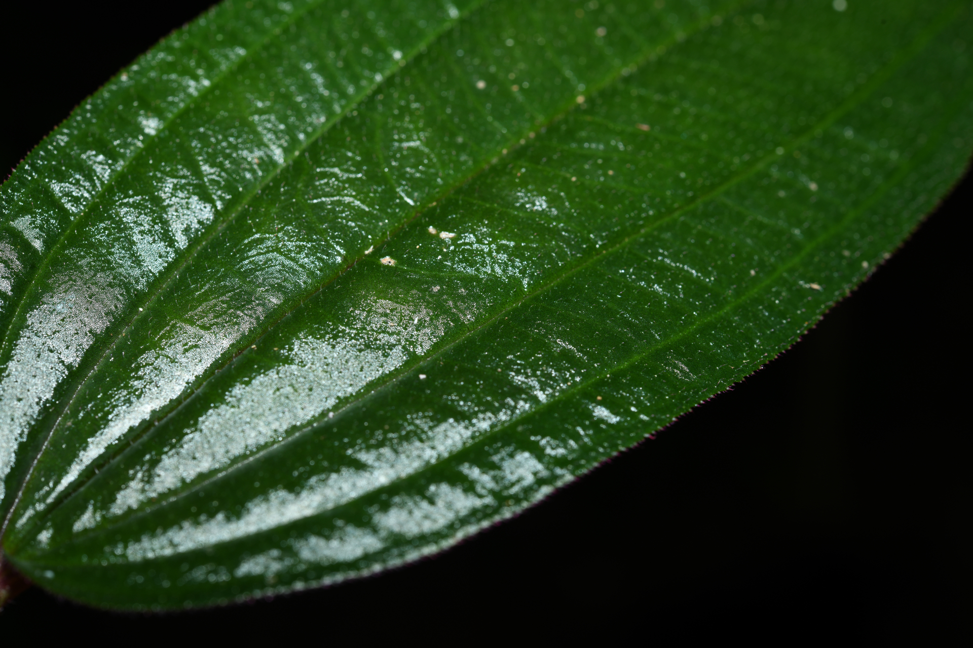 Aciotis purpurascens (Aubl.) Triana - Photo Bivouac Naturaliste