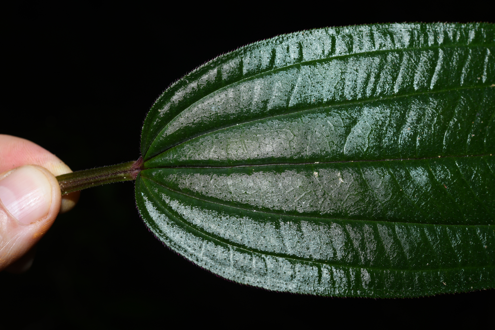 Aciotis purpurascens (Aubl.) Triana - Photo Bivouac Naturaliste