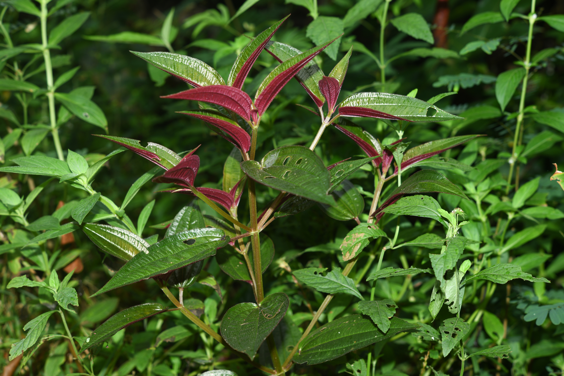 Aciotis purpurascens (Aubl.) Triana - Photo Bivouac Naturaliste