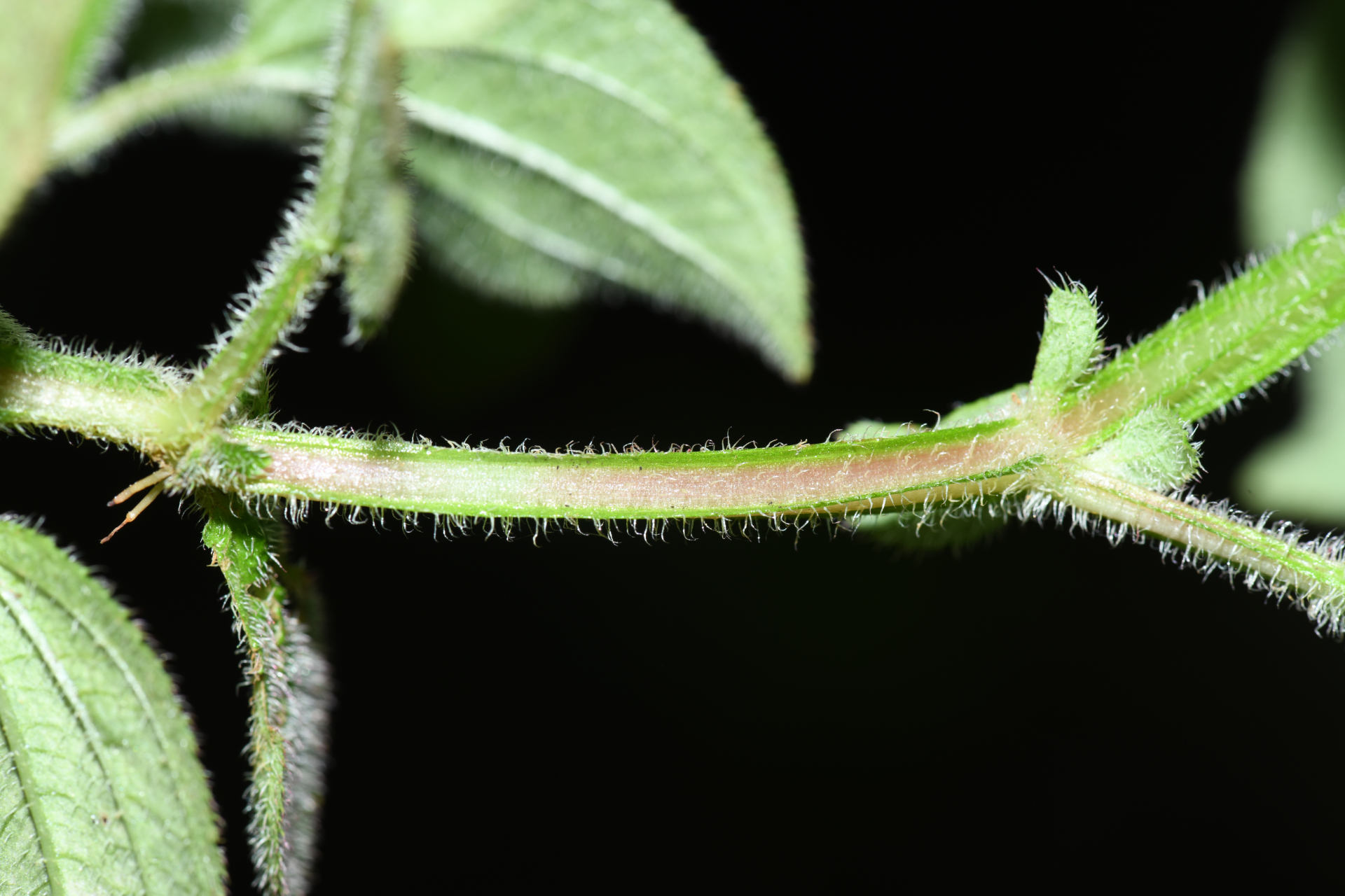 Aciotis ornata (Miq.) Gleason - Photo Bivouac Naturaliste