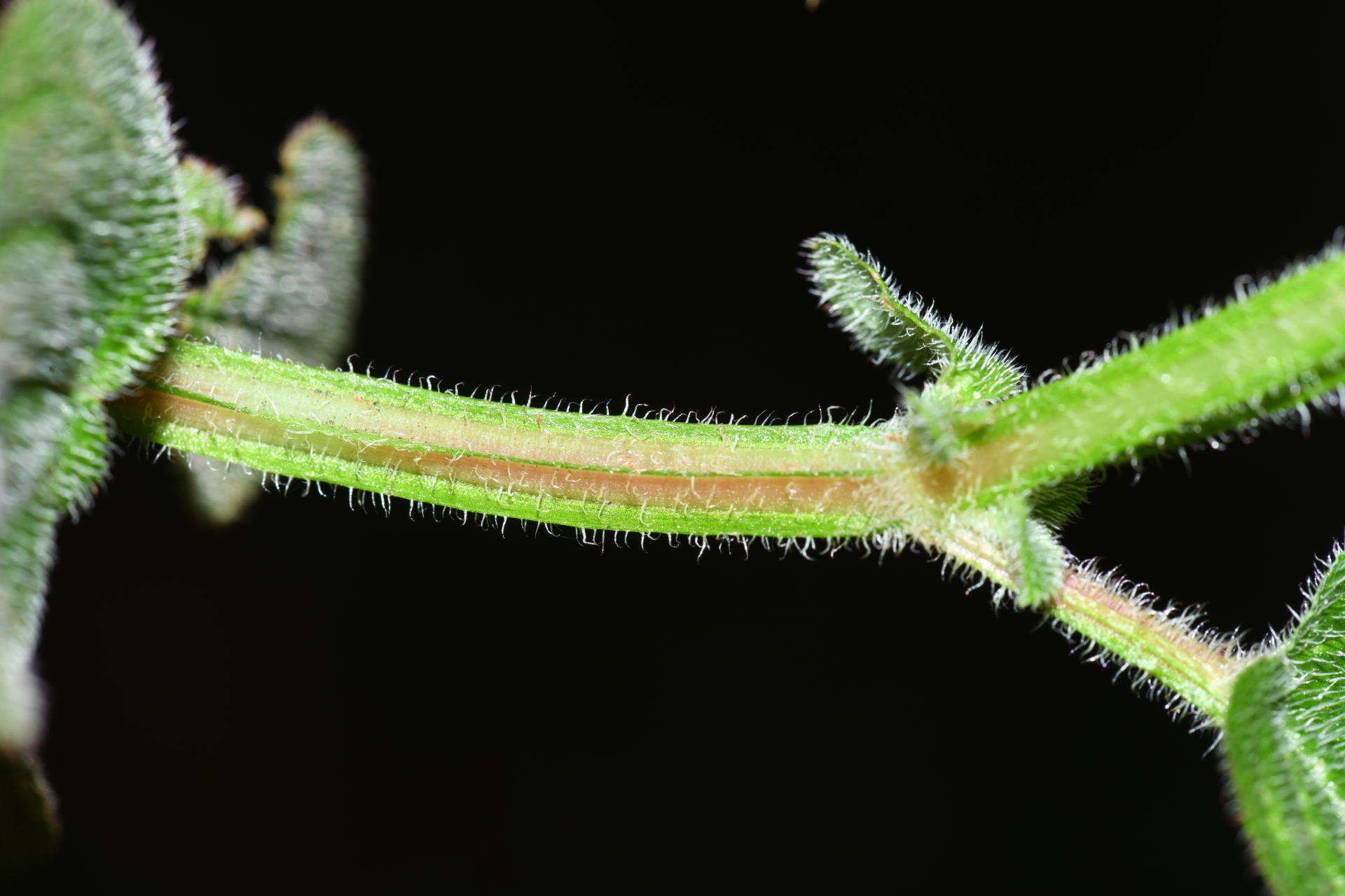 Aciotis ornata (Miq.) Gleason - Photo Bivouac Naturaliste