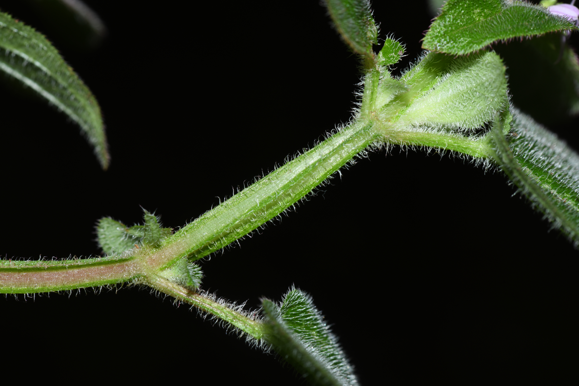 Aciotis ornata (Miq.) Gleason - Photo Bivouac Naturaliste