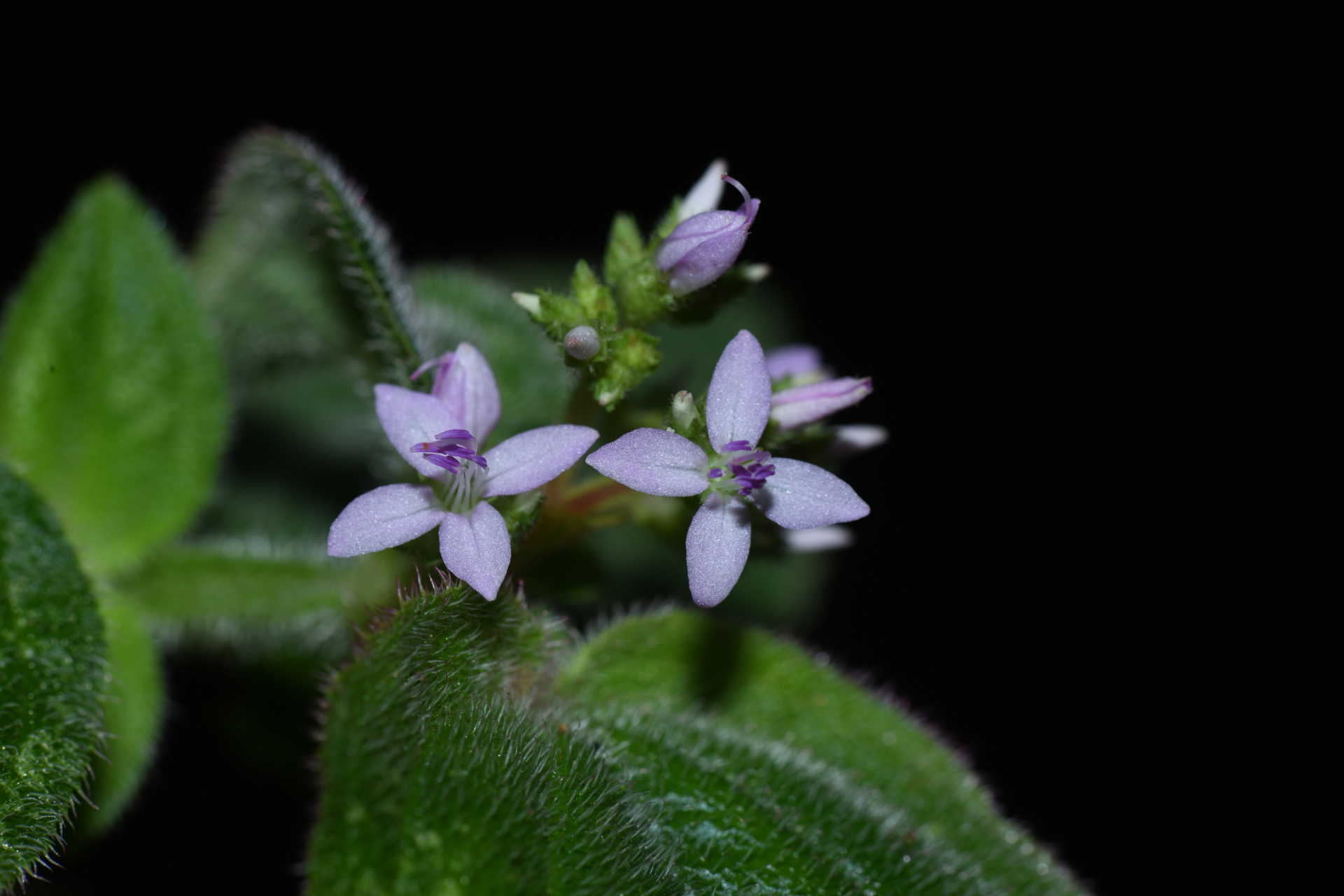 Aciotis ornata (Miq.) Gleason - Photo Bivouac Naturaliste