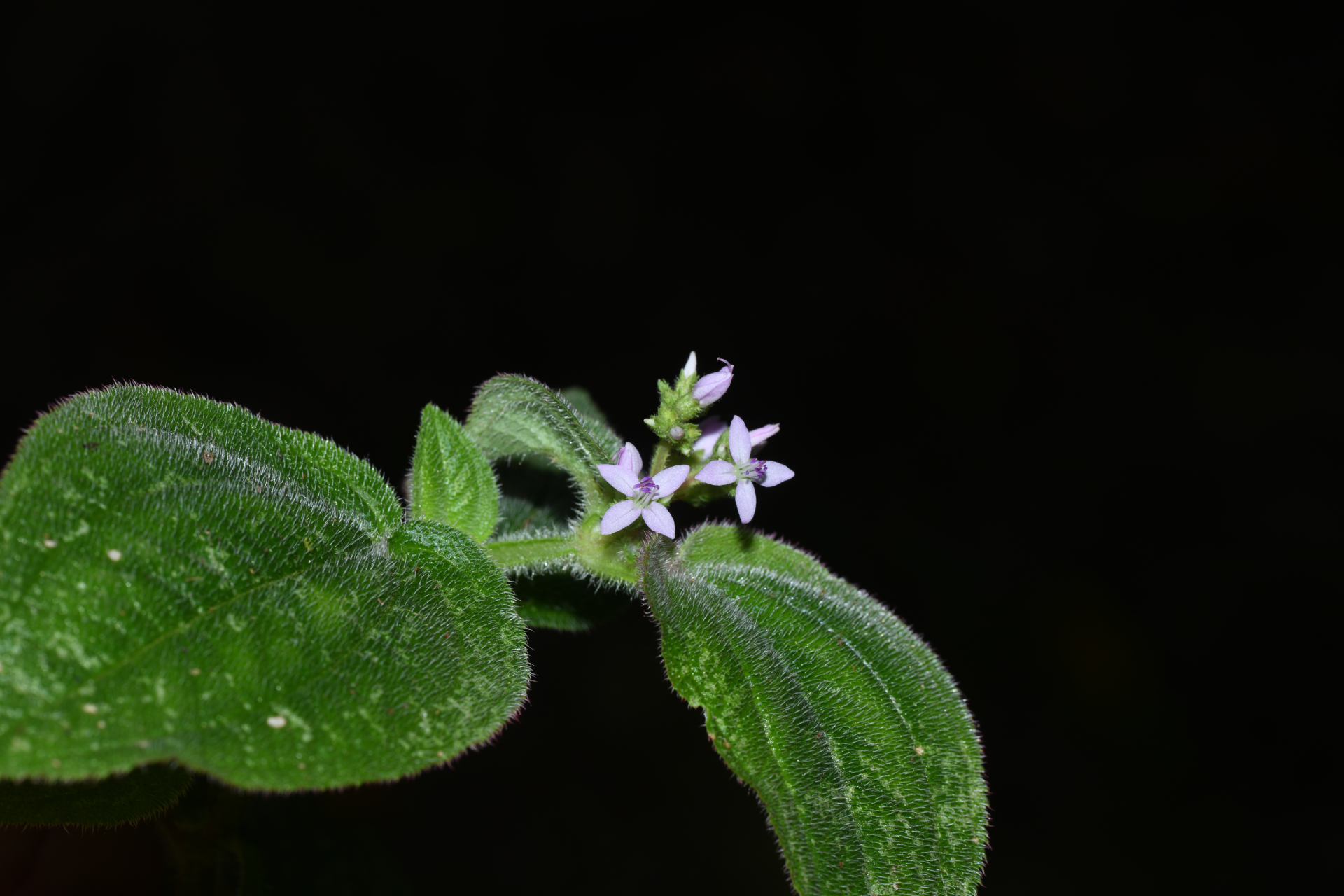 Aciotis ornata (Miq.) Gleason - Photo Bivouac Naturaliste