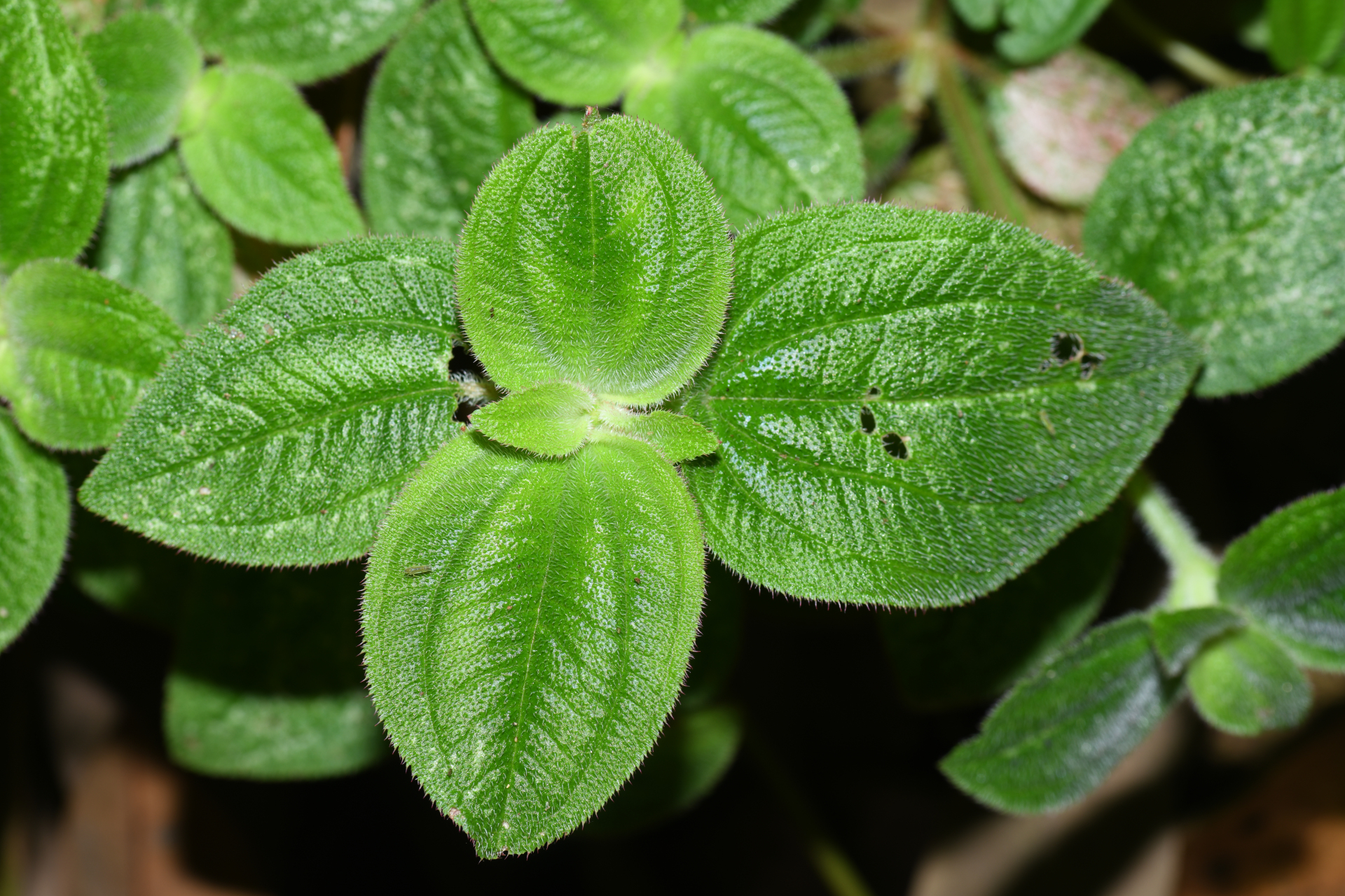 Aciotis ornata (Miq.) Gleason - Photo Bivouac Naturaliste