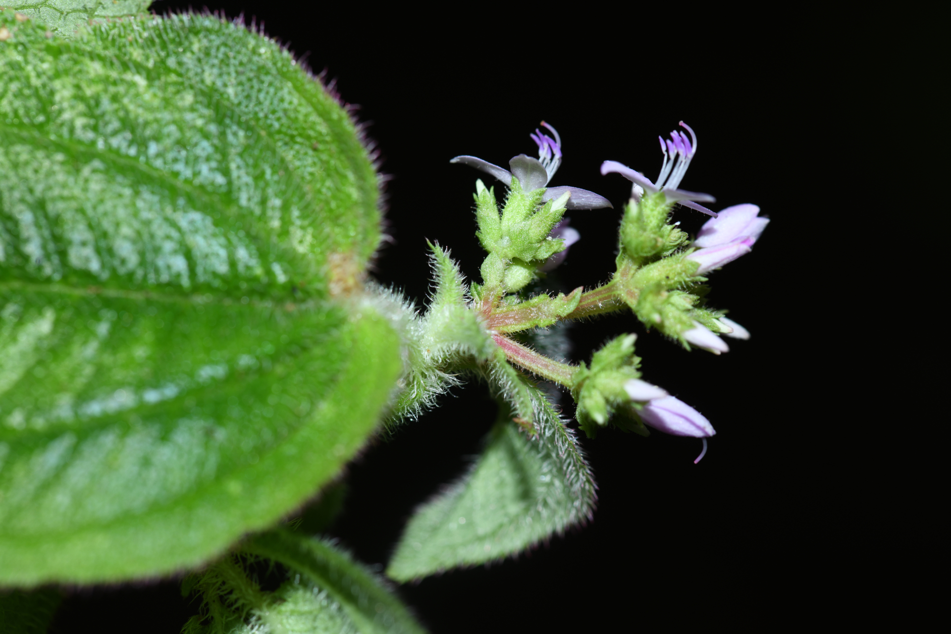 Aciotis ornata (Miq.) Gleason - Photo Bivouac Naturaliste