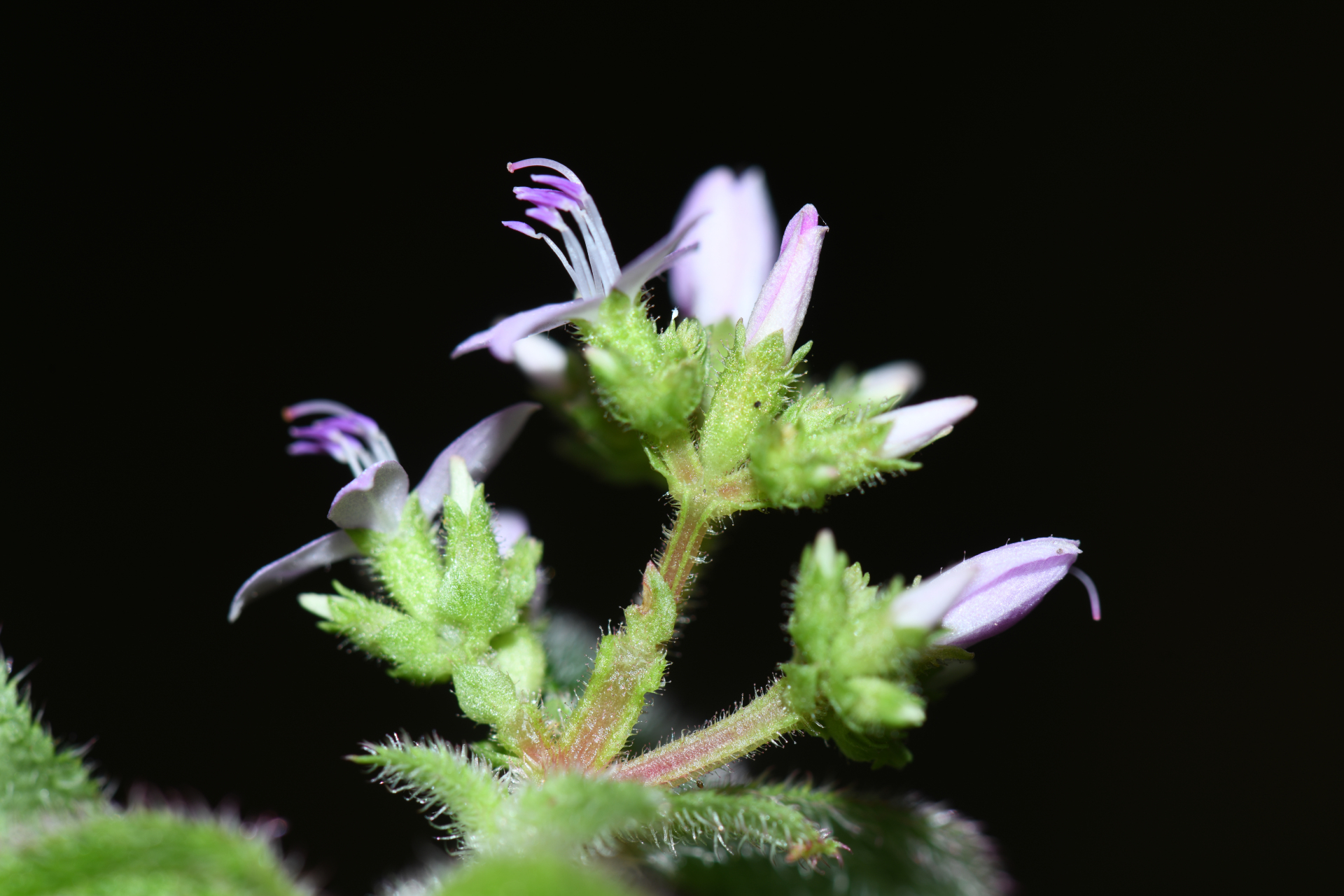 Aciotis ornata (Miq.) Gleason - Photo Bivouac Naturaliste