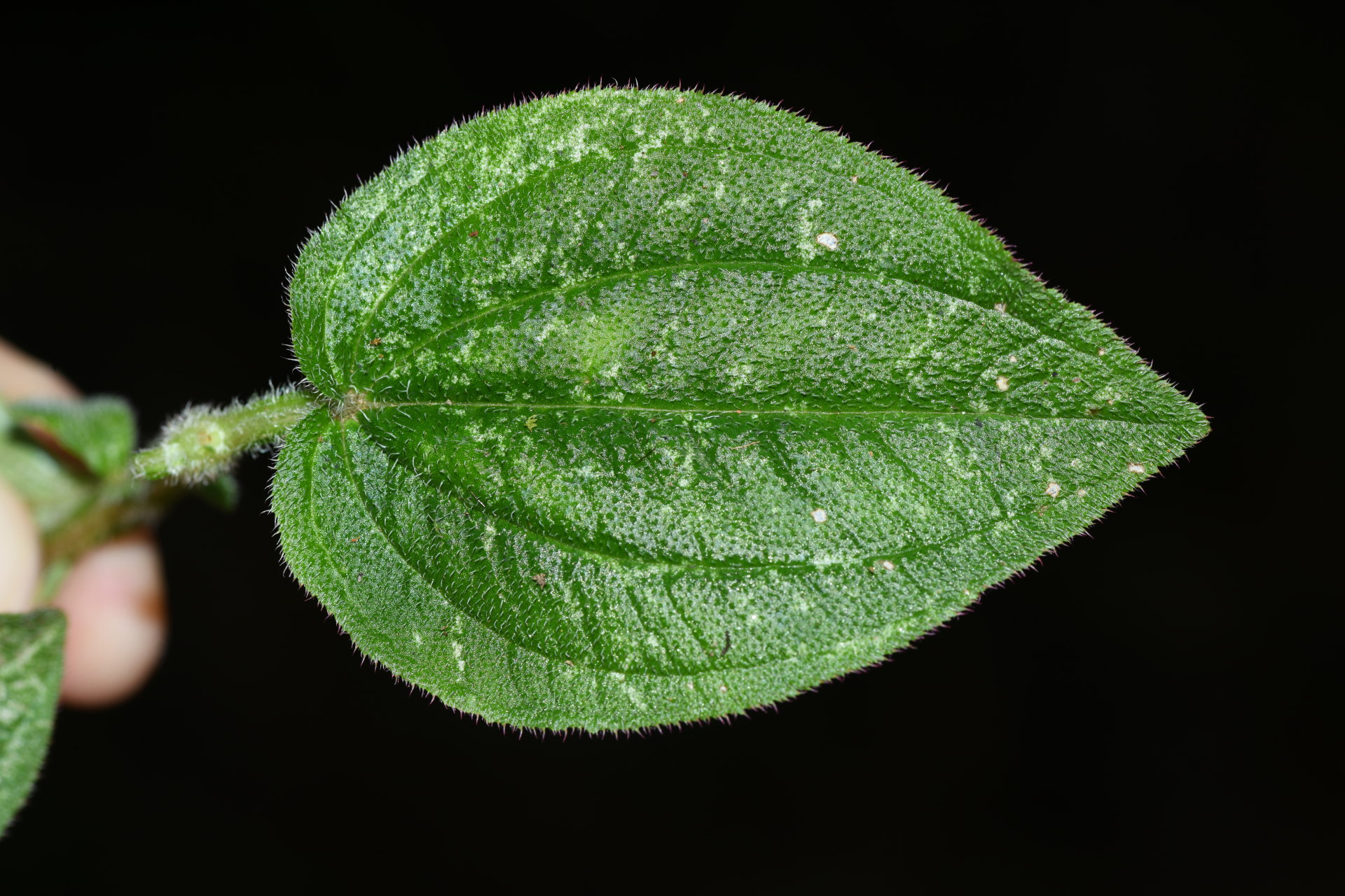 Aciotis ornata (Miq.) Gleason - Photo Bivouac Naturaliste