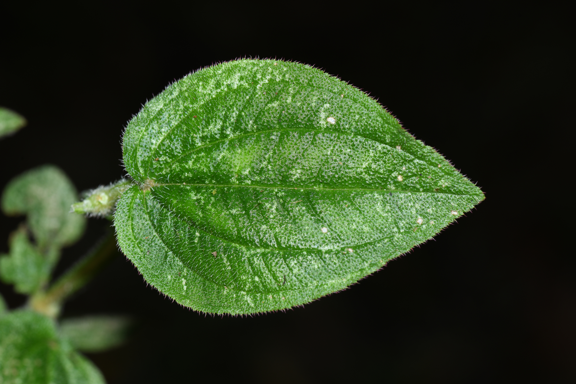 Aciotis ornata (Miq.) Gleason - Photo Bivouac Naturaliste
