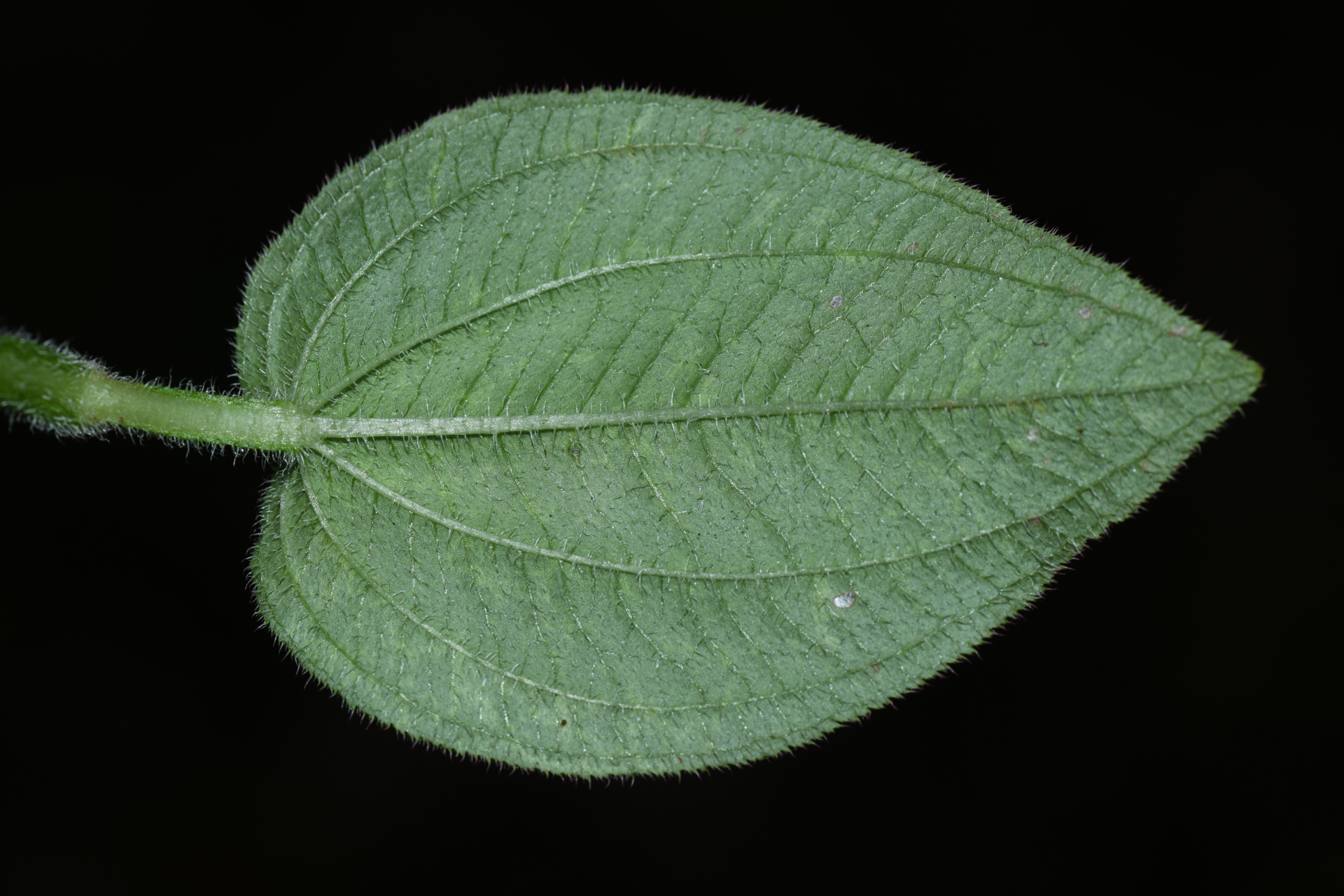 Aciotis ornata (Miq.) Gleason - Photo Bivouac Naturaliste